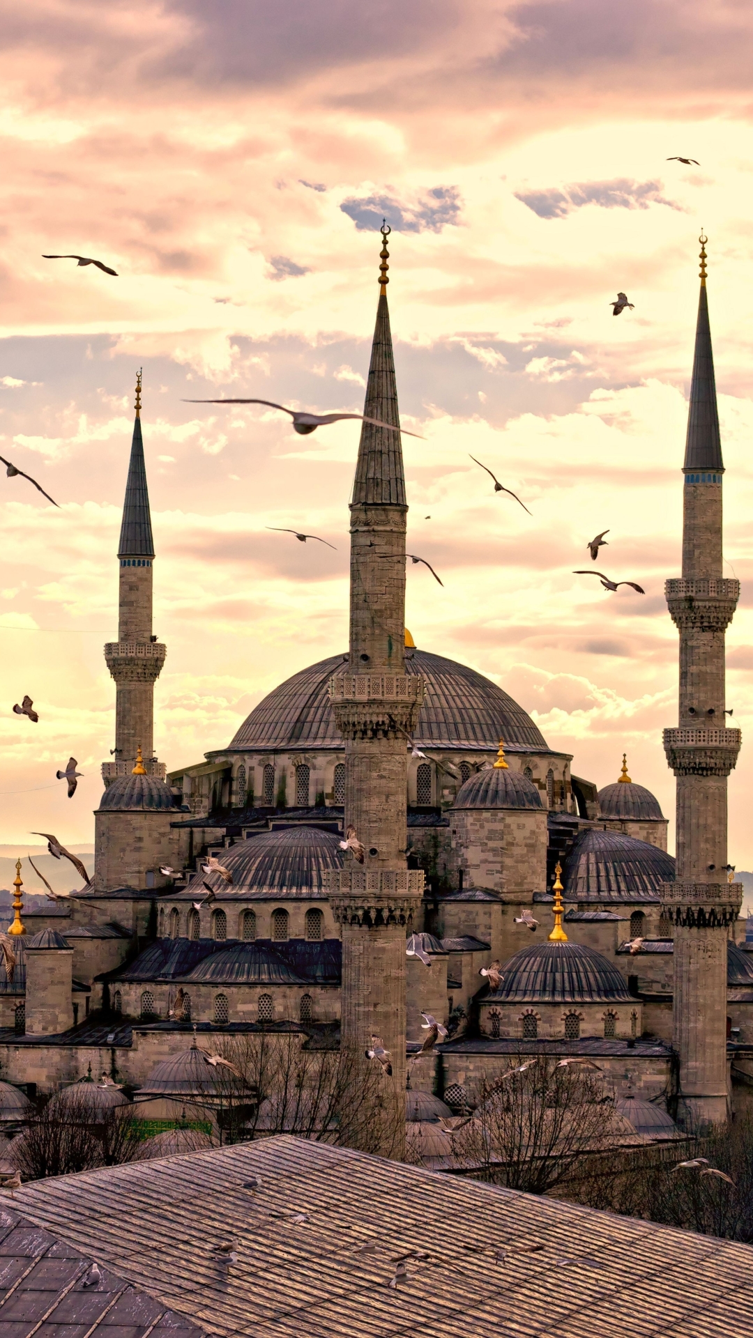 Handy-Wallpaper Möwe, Truthahn, Istanbul, Religiös, Seemöve, Türkei, Süleymaniye Moschee, Moscheen kostenlos herunterladen.