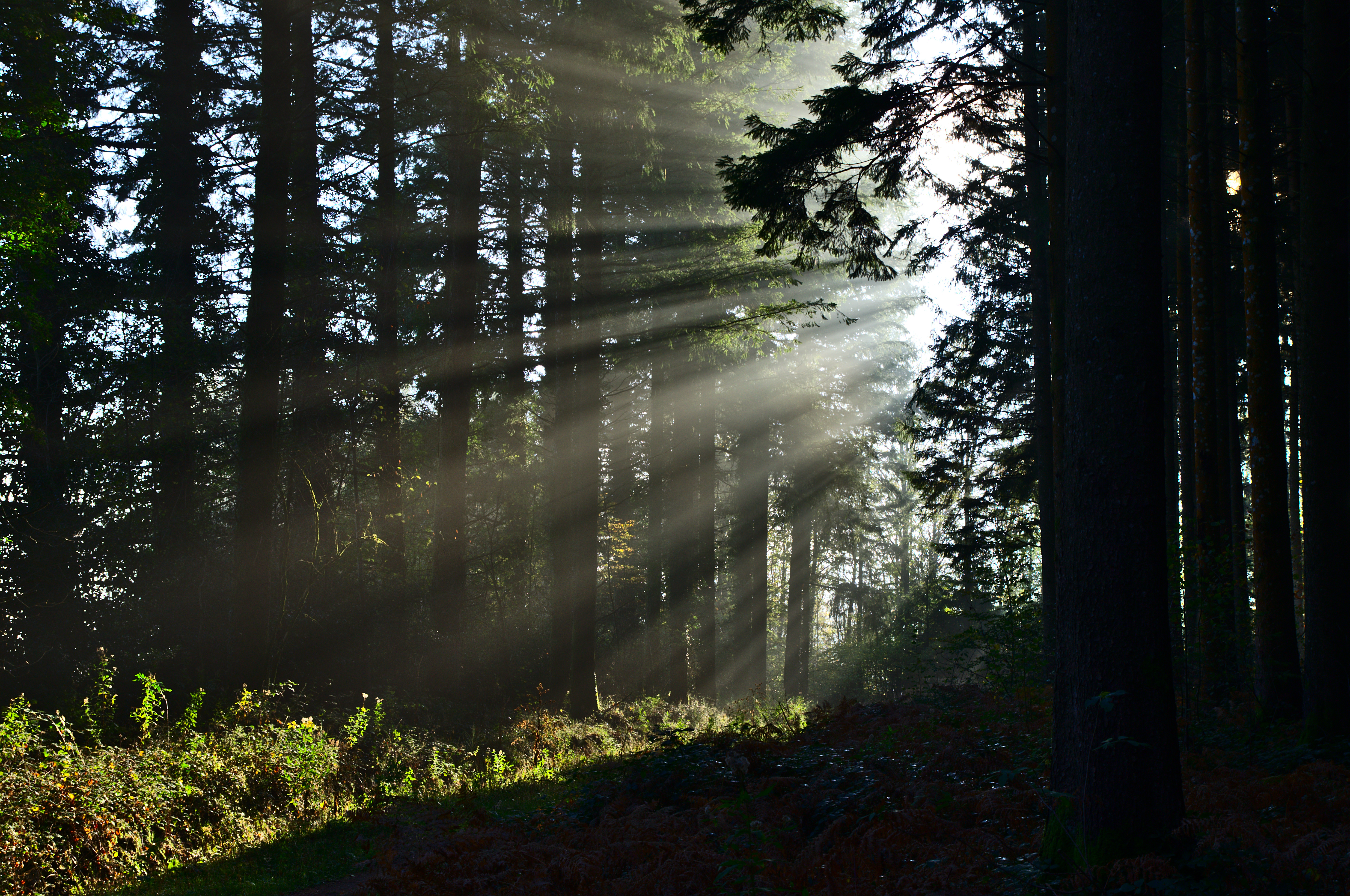 sun, forest, trees, nature, summer, beams, rays