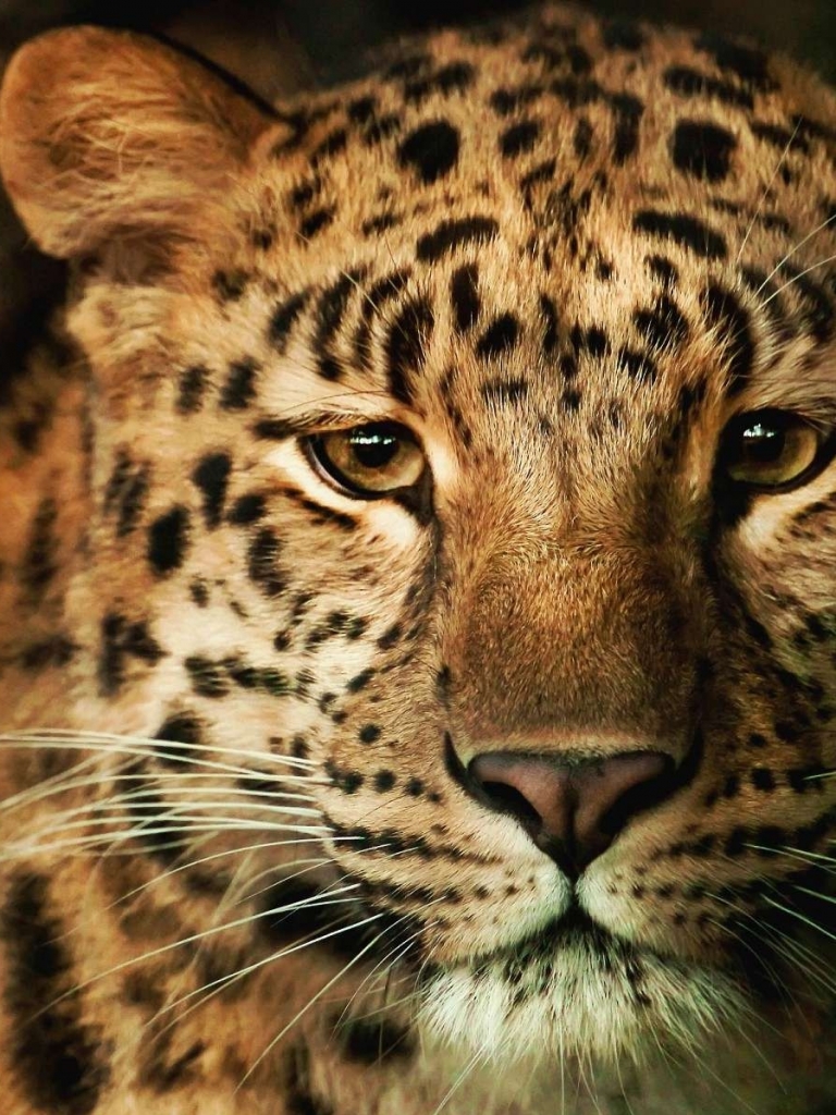 Baixar papel de parede para celular de Animais, Gatos, Leopardo gratuito.