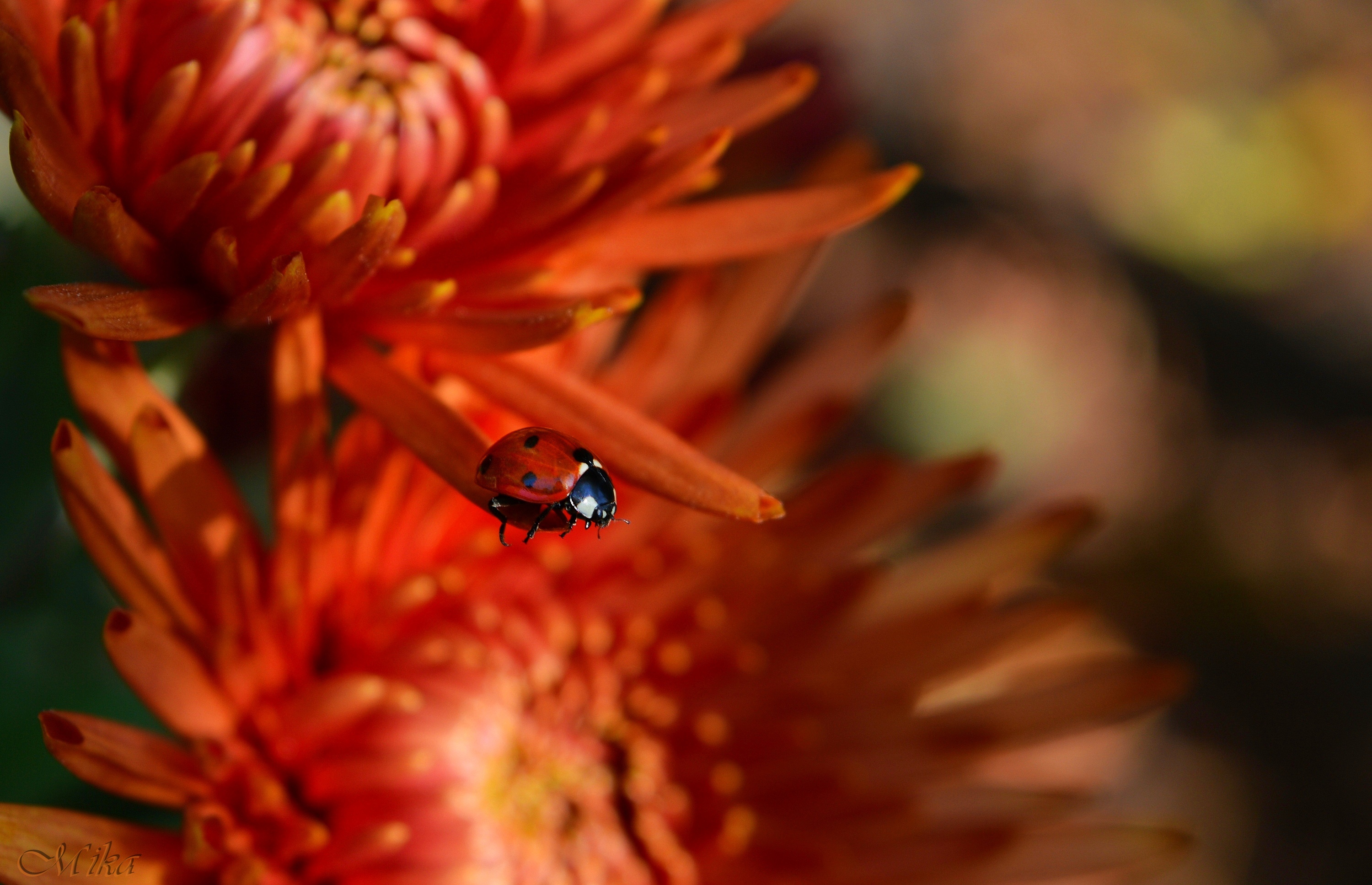 Laden Sie das Tiere, Marienkäfer, Blume, Makro, Insekt-Bild kostenlos auf Ihren PC-Desktop herunter