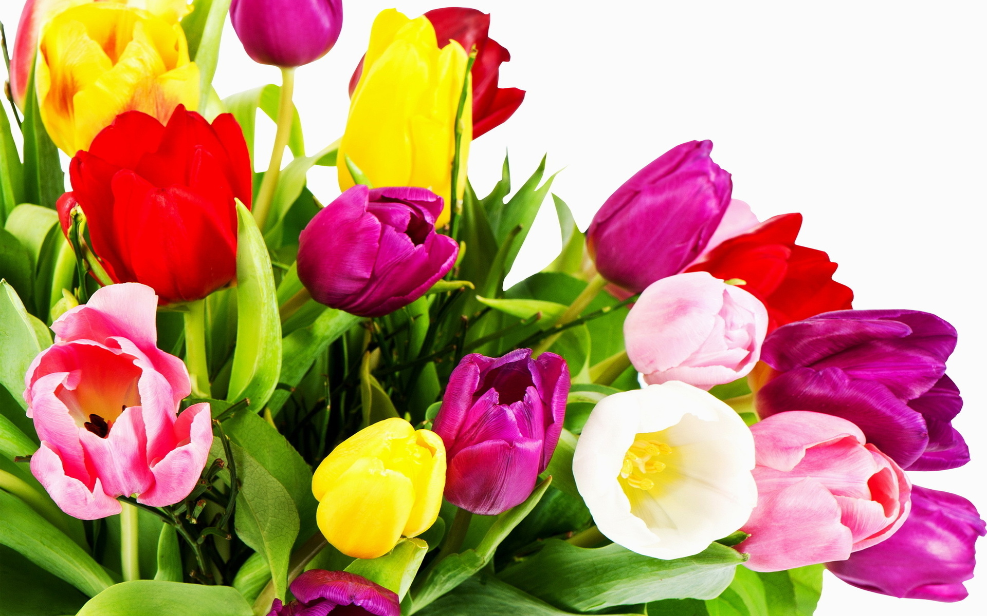 Handy-Wallpaper Tulpe, Blumen, Blume, Erde/natur kostenlos herunterladen.