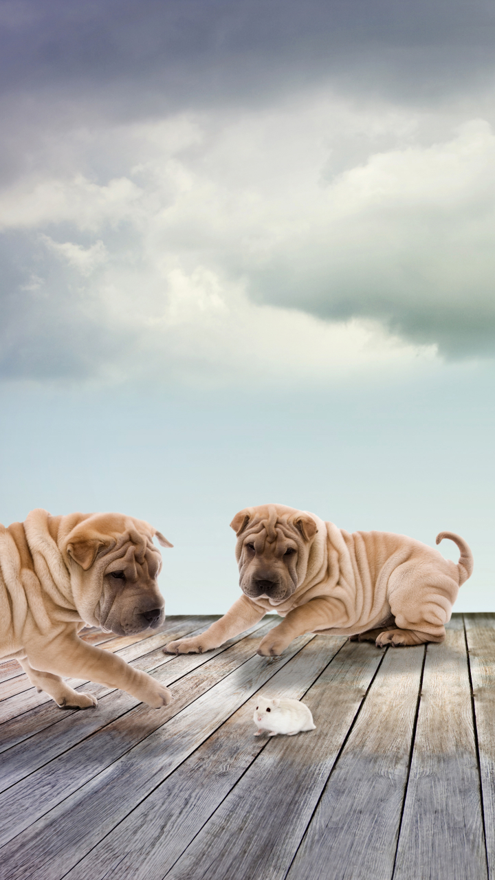 Download mobile wallpaper Dogs, Dog, Animal, Mouse, Shar Pei for free.