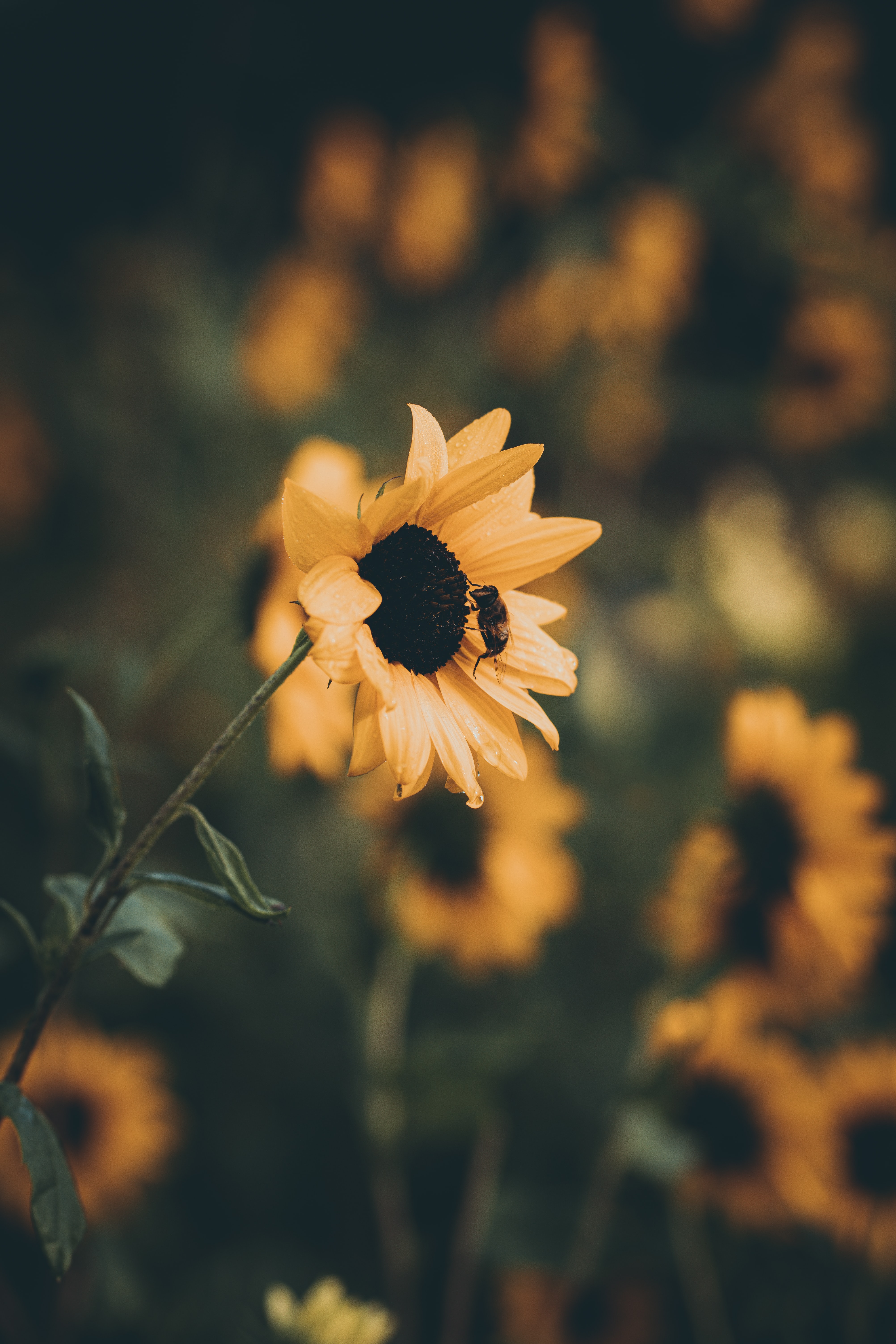 125249 descargar imagen flores, amarillo, flor, pétalos, abeja, girasol: fondos de pantalla y protectores de pantalla gratis