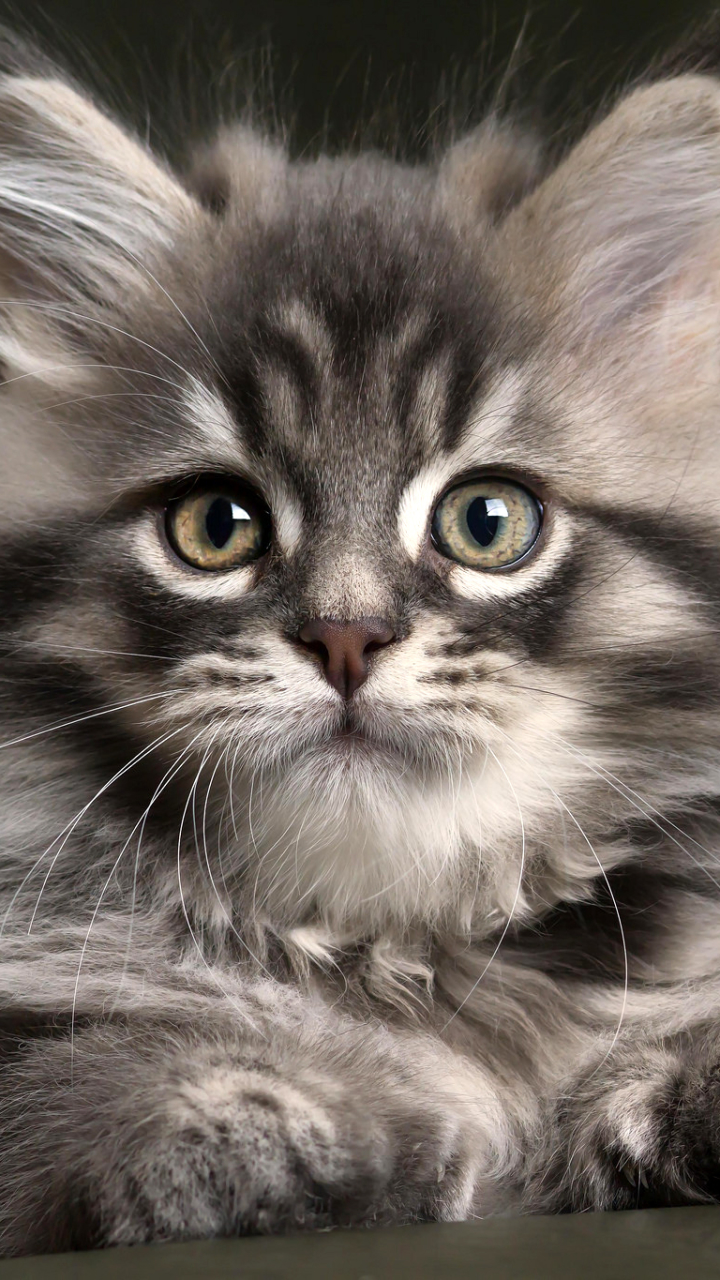 Descarga gratuita de fondo de pantalla para móvil de Animales, Gatos, Gato, Gatito.