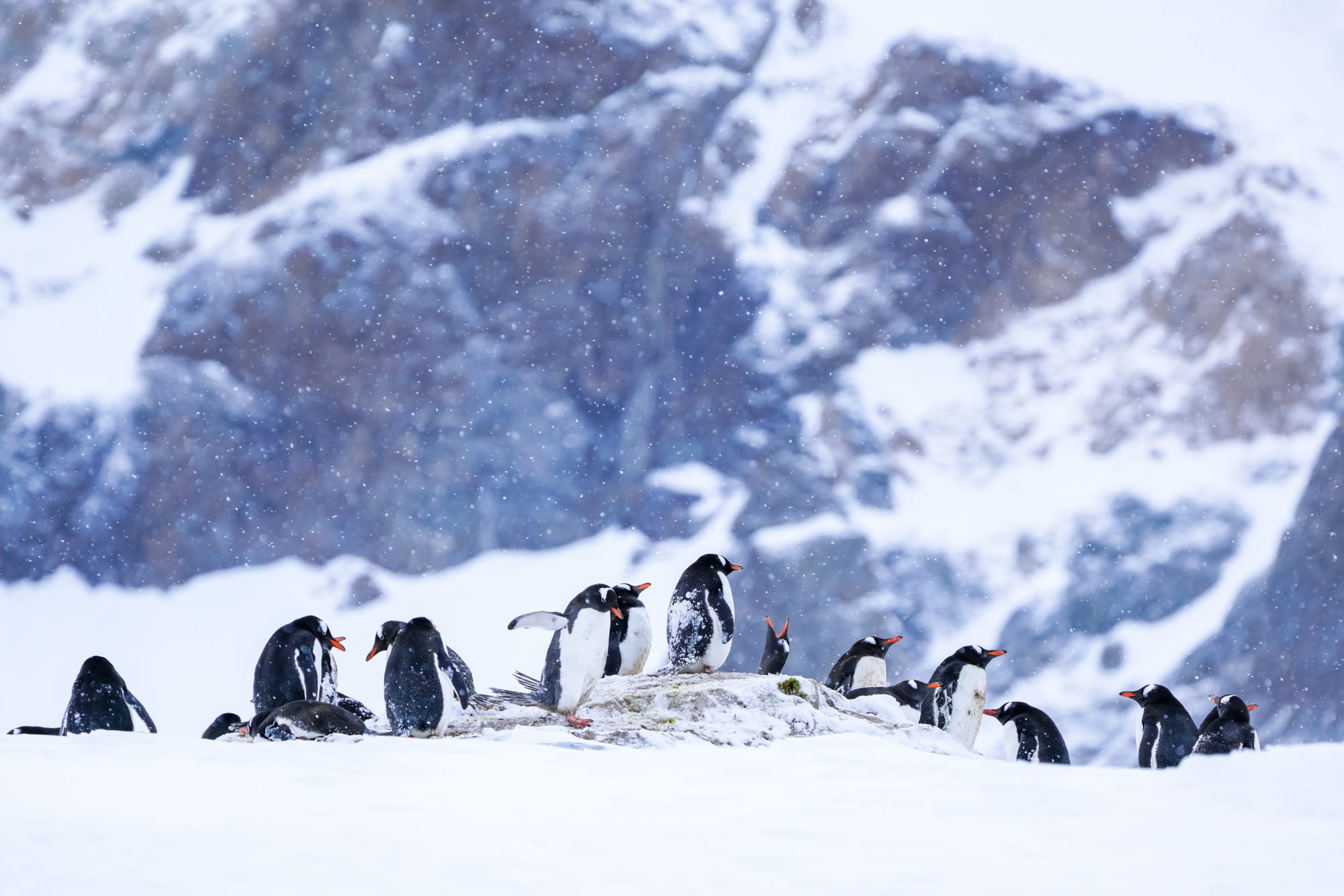 Download mobile wallpaper Birds, Snow, Animal, Penguin for free.