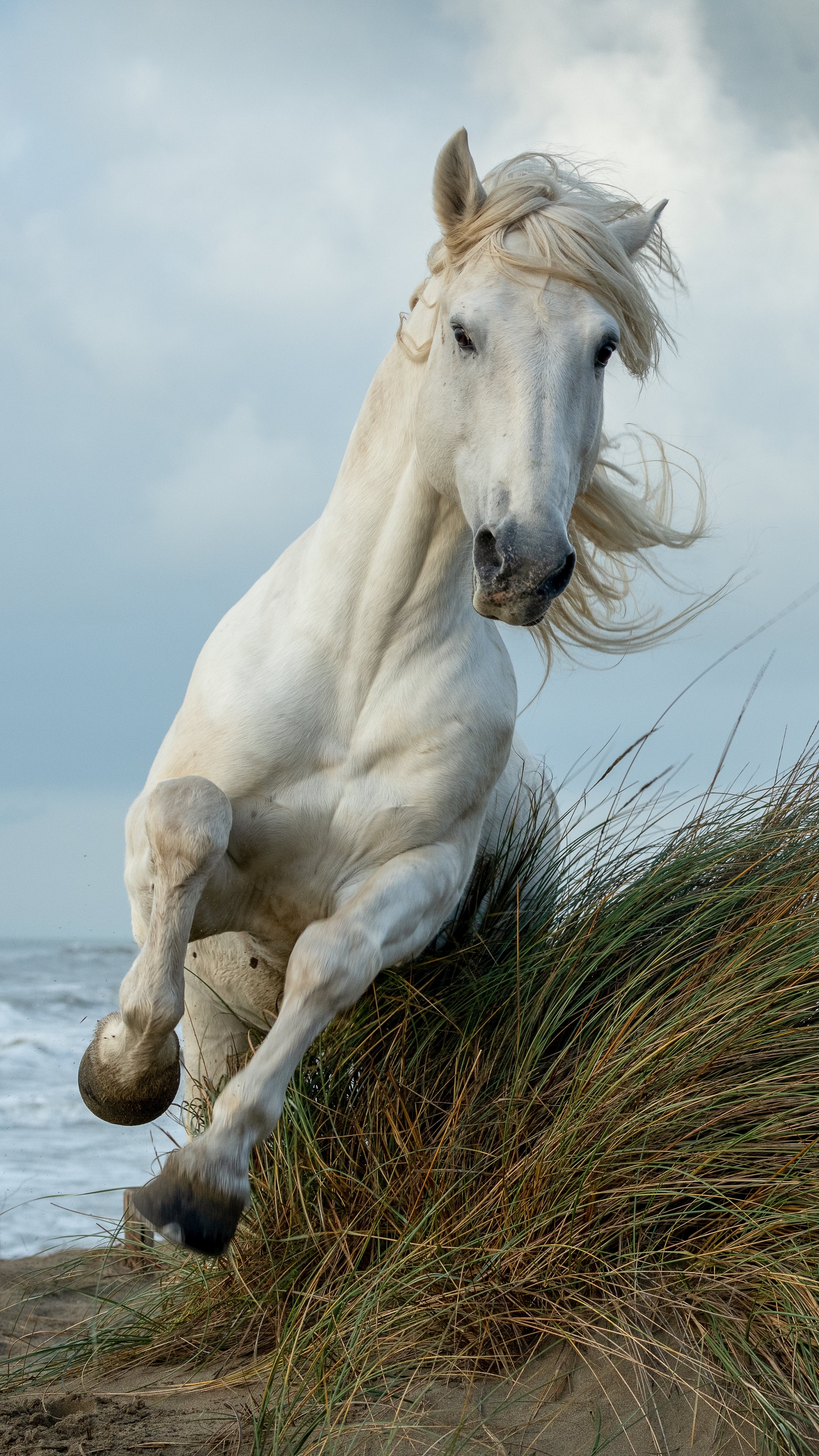 Handy-Wallpaper Tiere, Hauspferd kostenlos herunterladen.