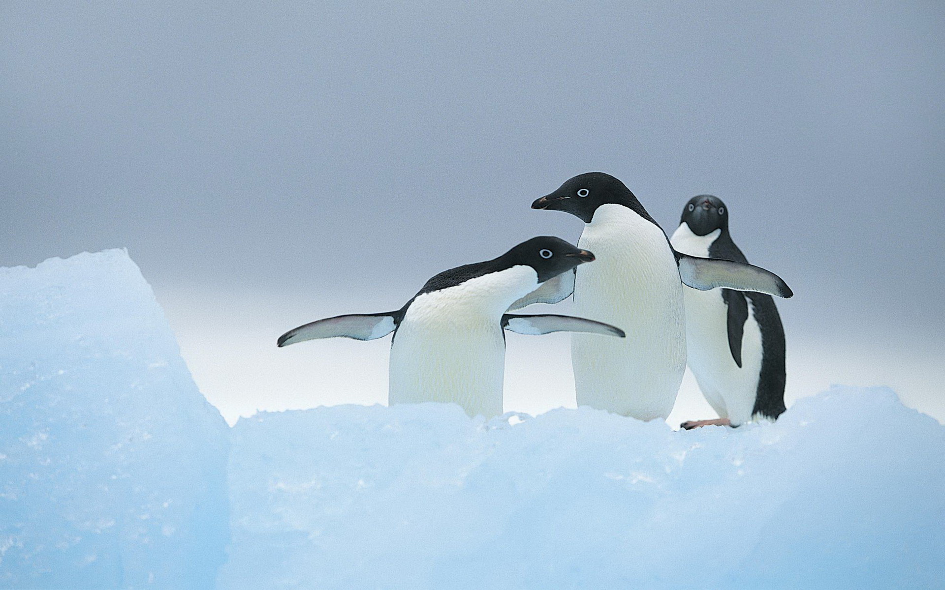 Baixar papel de parede para celular de Animais, Pinguim gratuito.