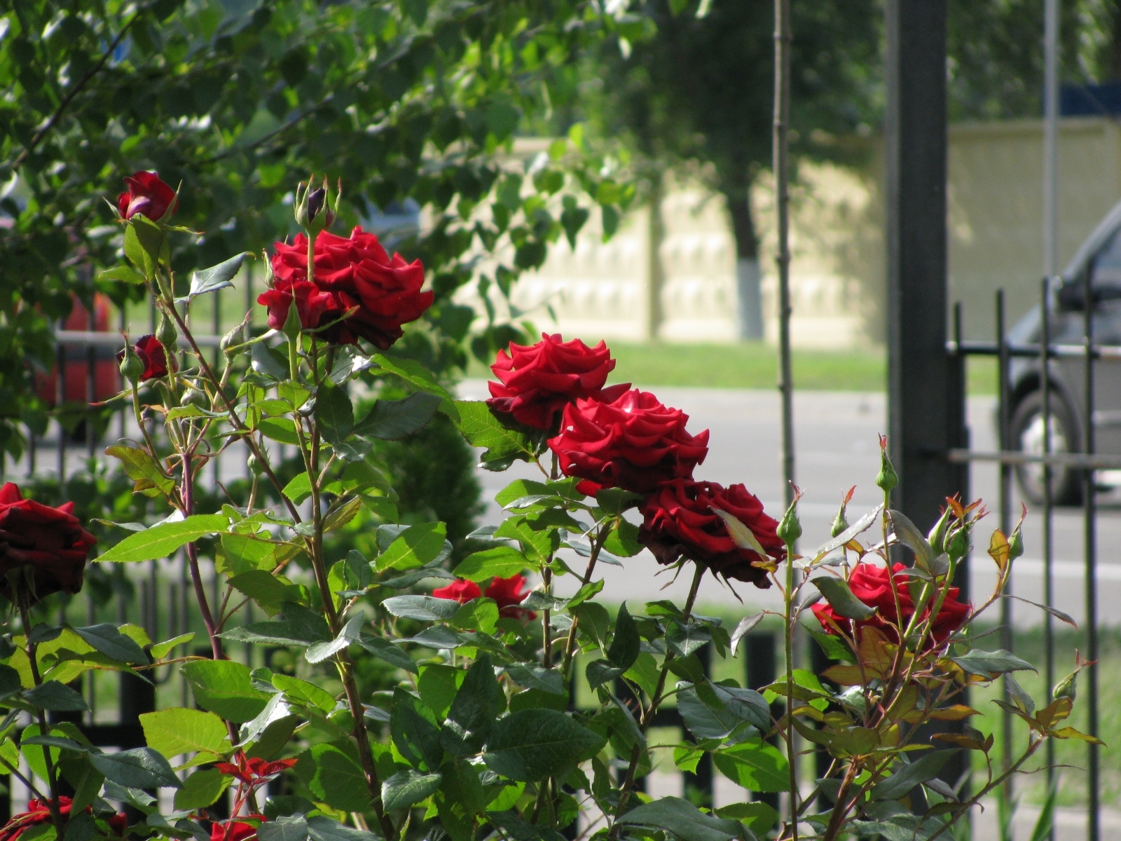 roses, plants, green, flowers cellphone