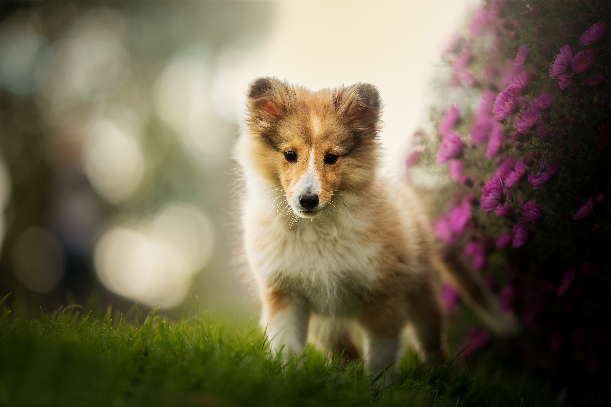 animal, shetland sheepdog, baby animal, bokeh, depth of field, dog, puppy, purple flower, dogs