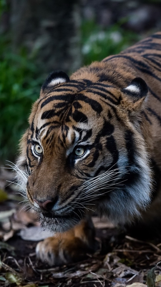 Descarga gratuita de fondo de pantalla para móvil de Animales, Gatos, Tigre.