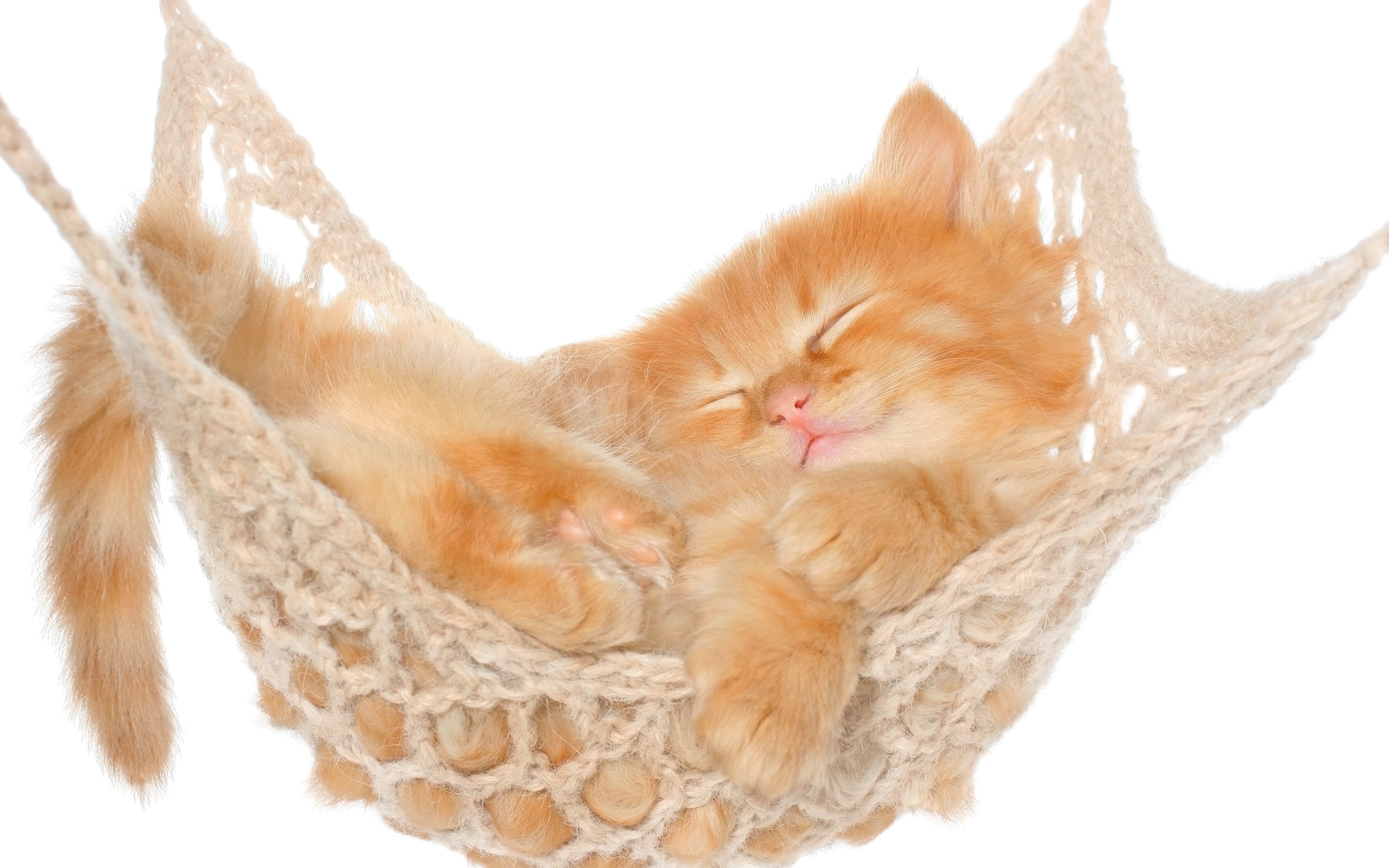 animal, cat, cute, hammock, kitten, cats