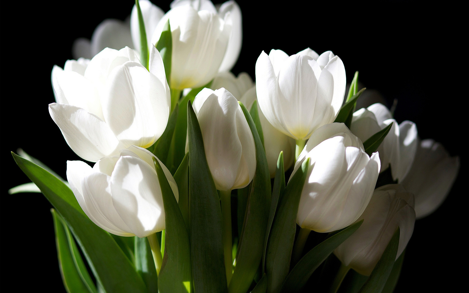 Free download wallpaper Flowers, Tulips, Plants on your PC desktop