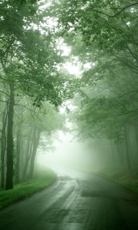 Download mobile wallpaper Nature, Road, Forest, Fog, Earth for free.