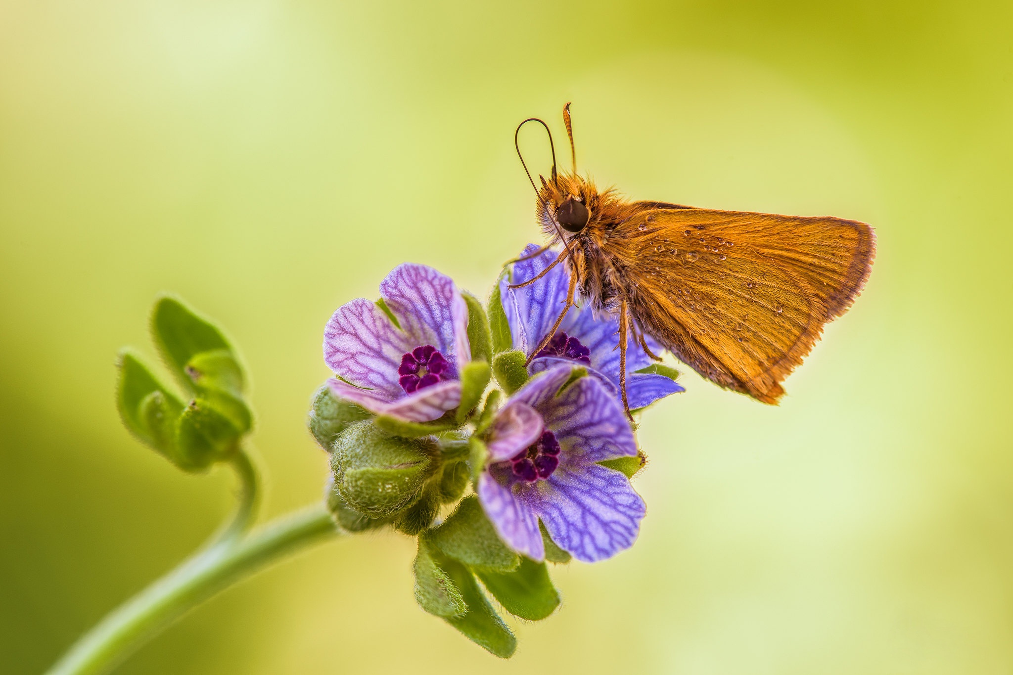 Laden Sie das Tiere, Schmetterlinge-Bild kostenlos auf Ihren PC-Desktop herunter