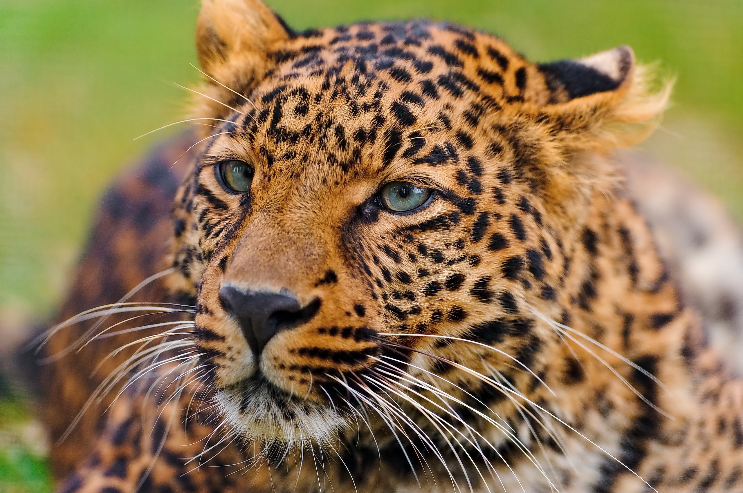 Descarga gratuita de fondo de pantalla para móvil de Gato Grande, Visión, Opinión, Leopardo, Depredador, Animales, Bozal.