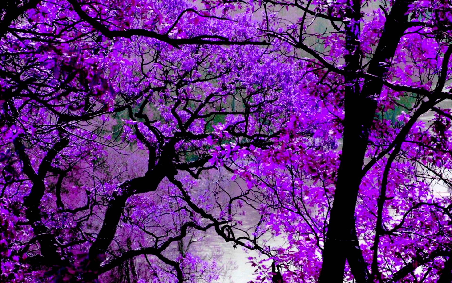 Скачать обои бесплатно Дерево, Ветка, Фиолетовый Цветок, Цвести, Земля/природа, Флауэрсы картинка на рабочий стол ПК