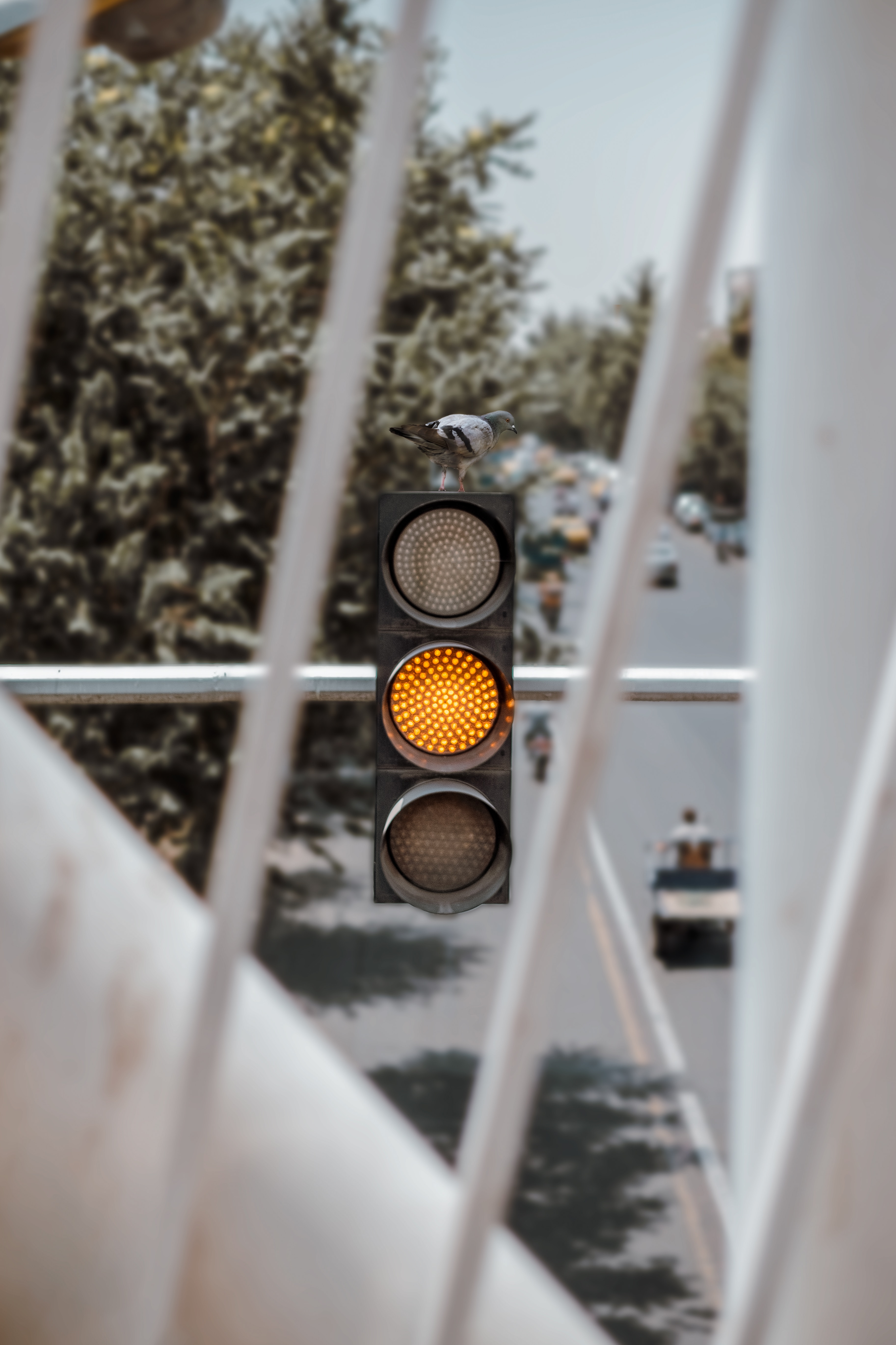 traffic light, yellow, miscellanea, miscellaneous, bird, dove, signal