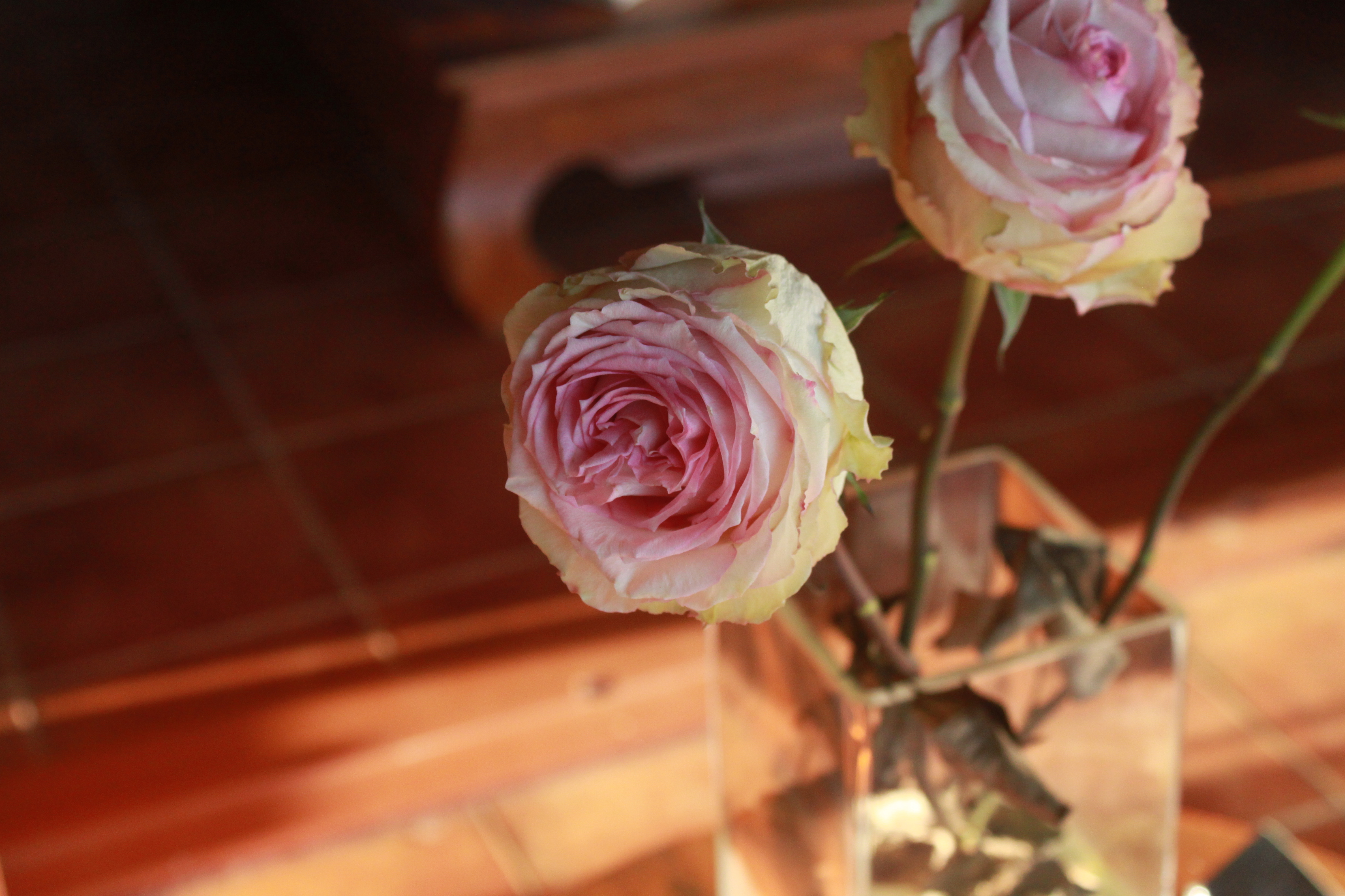 Download mobile wallpaper Flower, Rose, Close Up, Earth, Vase, Man Made for free.