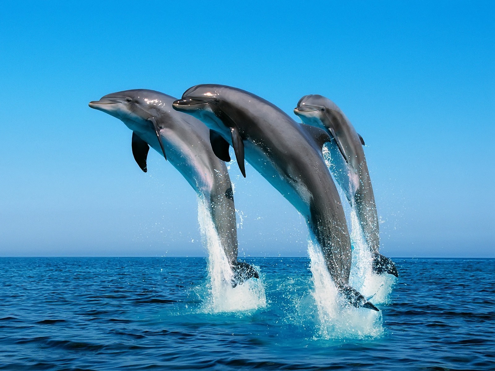15135 завантажити шпалери дельфіни, море, тварини, вода, блакитний - заставки і картинки безкоштовно