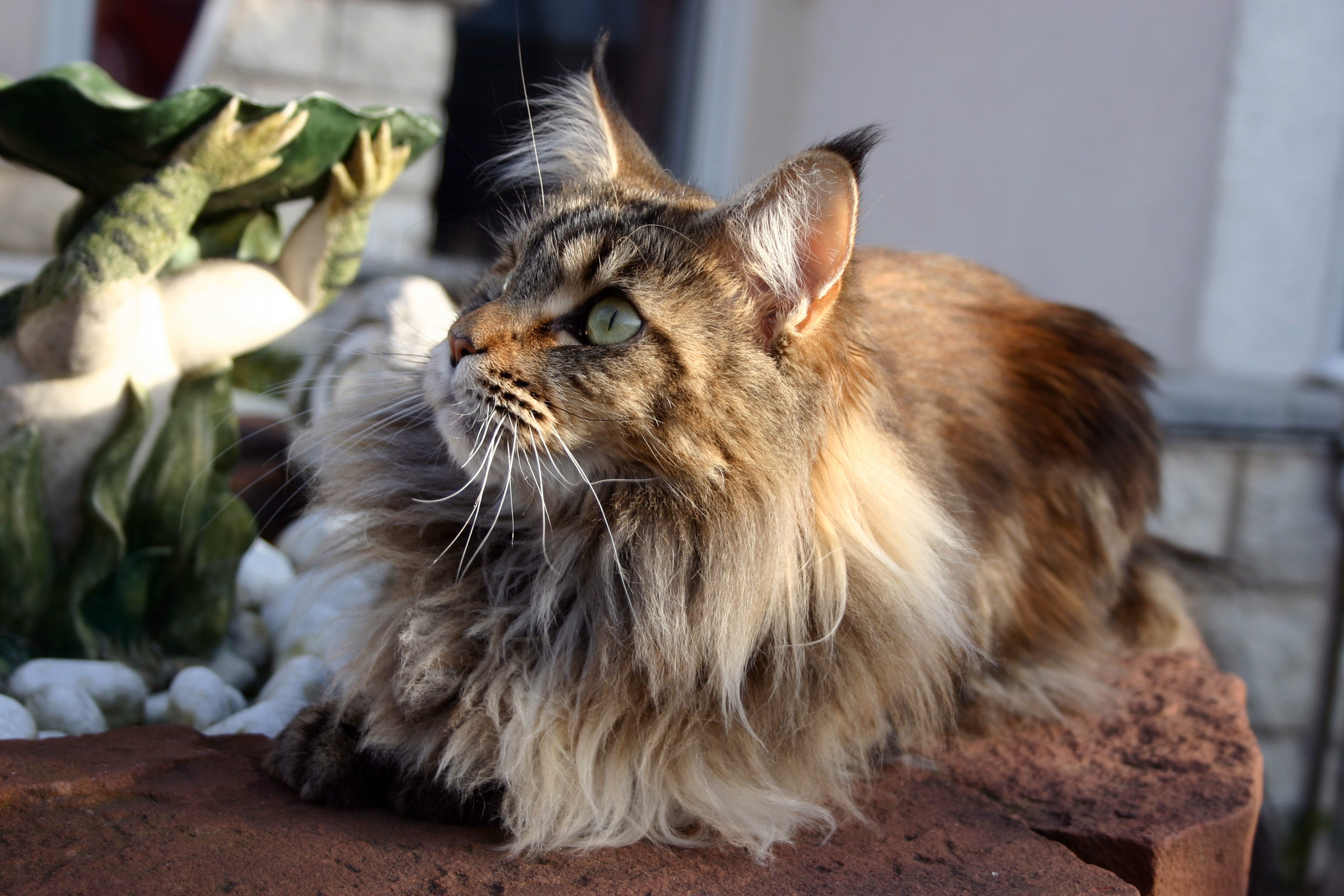 Baixe gratuitamente a imagem Gato, Gatos, Animais na área de trabalho do seu PC