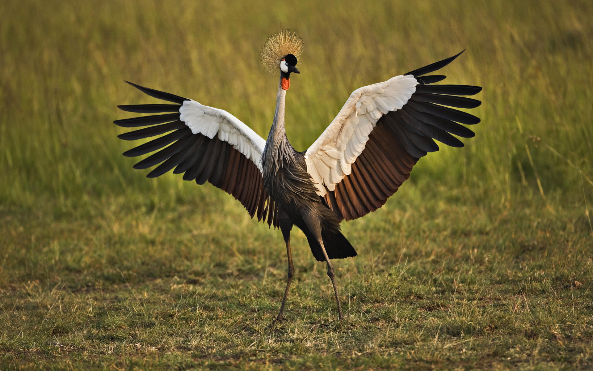 animal, grey crowned crane
