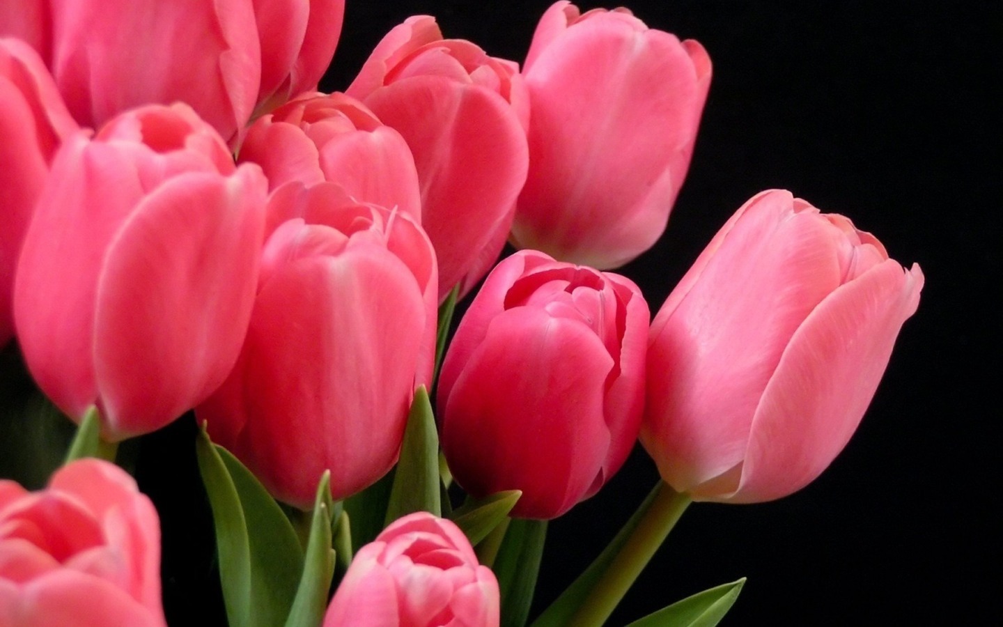 13079 скачать обои тюльпаны, цветы, красные, растения - заставки и картинки бесплатно