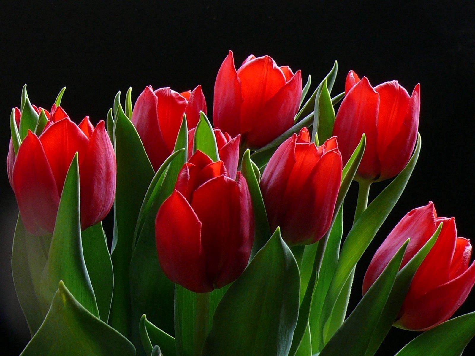 74960 baixar imagens flores, fundo, tulipas, verdes, verdura - papéis de parede e protetores de tela gratuitamente