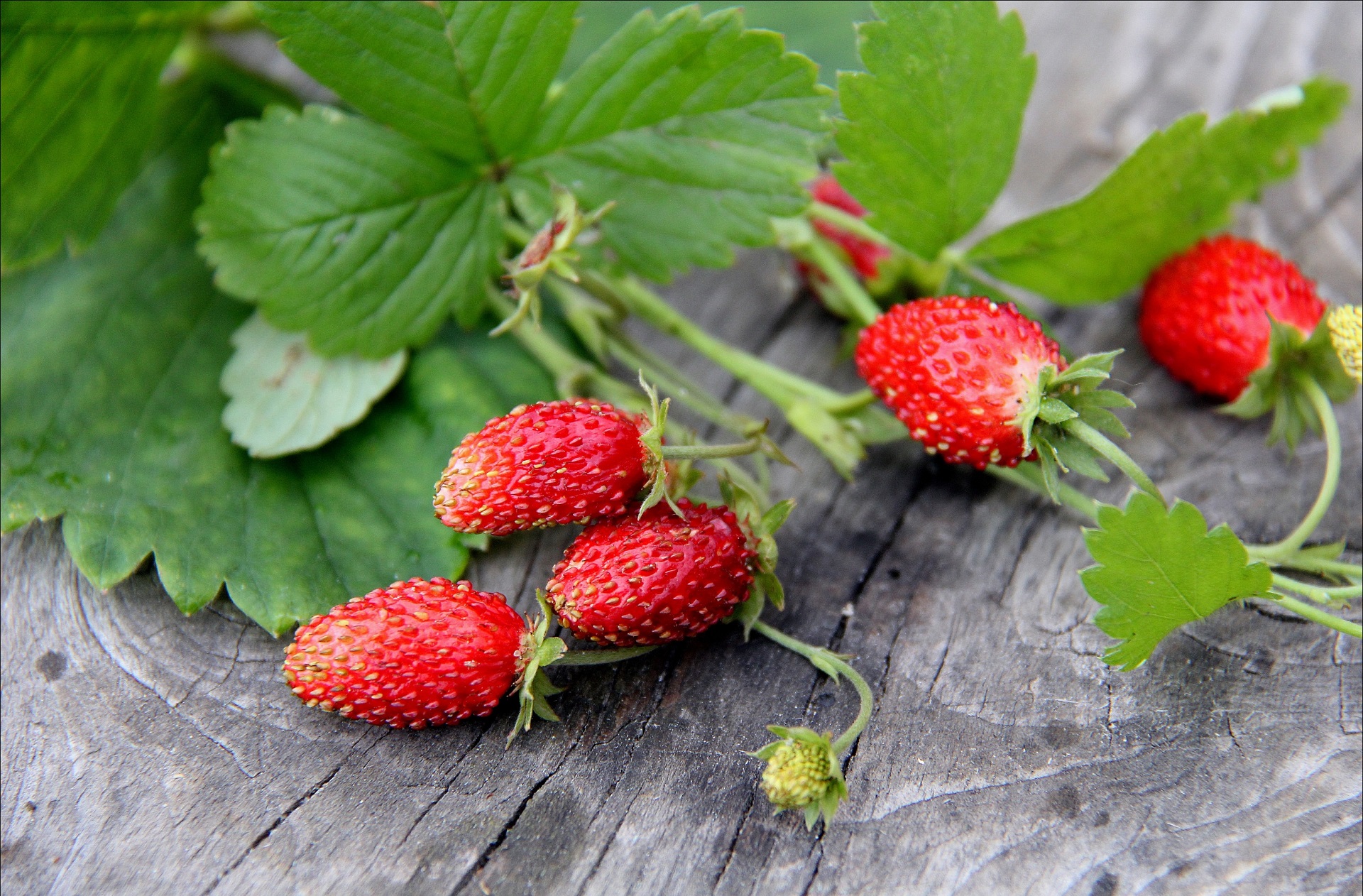 Laden Sie das Erdbeere, Früchte, Nahrungsmittel-Bild kostenlos auf Ihren PC-Desktop herunter