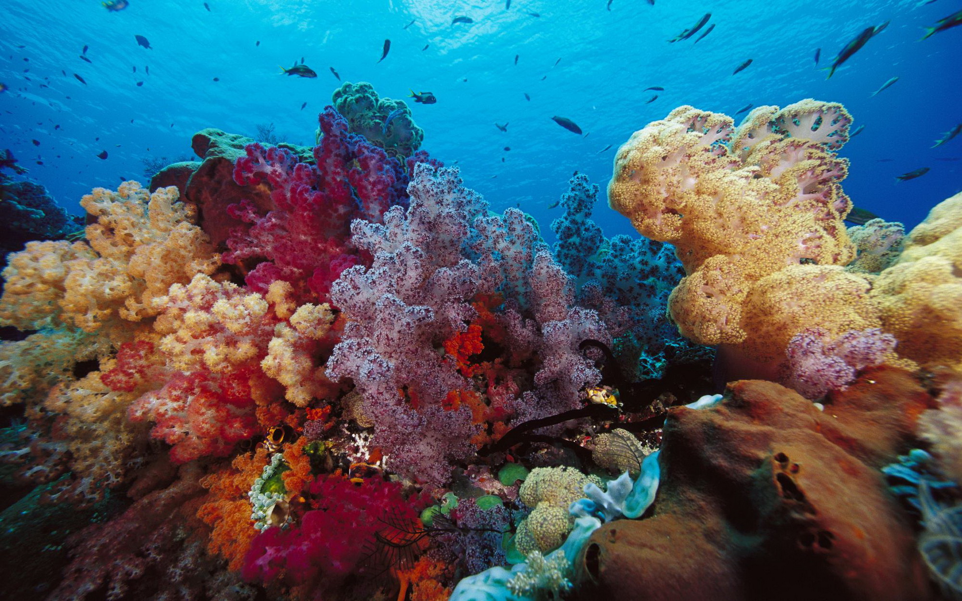 585225 descargar imagen animales, coral, pez, naturaleza, océano, arrecife: fondos de pantalla y protectores de pantalla gratis