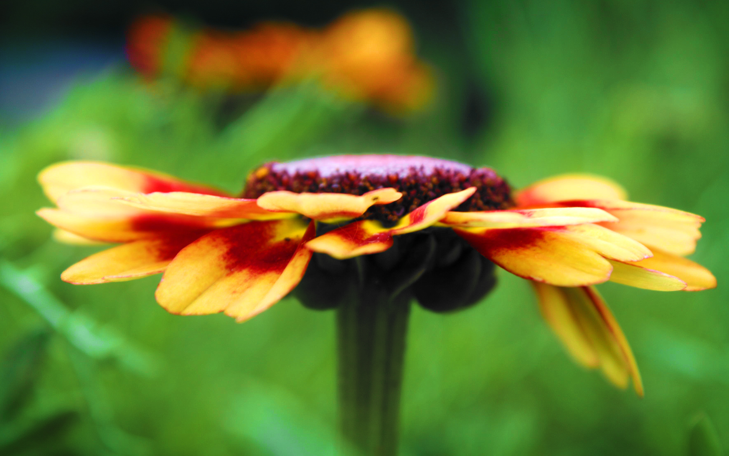 Descarga gratis la imagen Flores, Flor, Tierra/naturaleza en el escritorio de tu PC