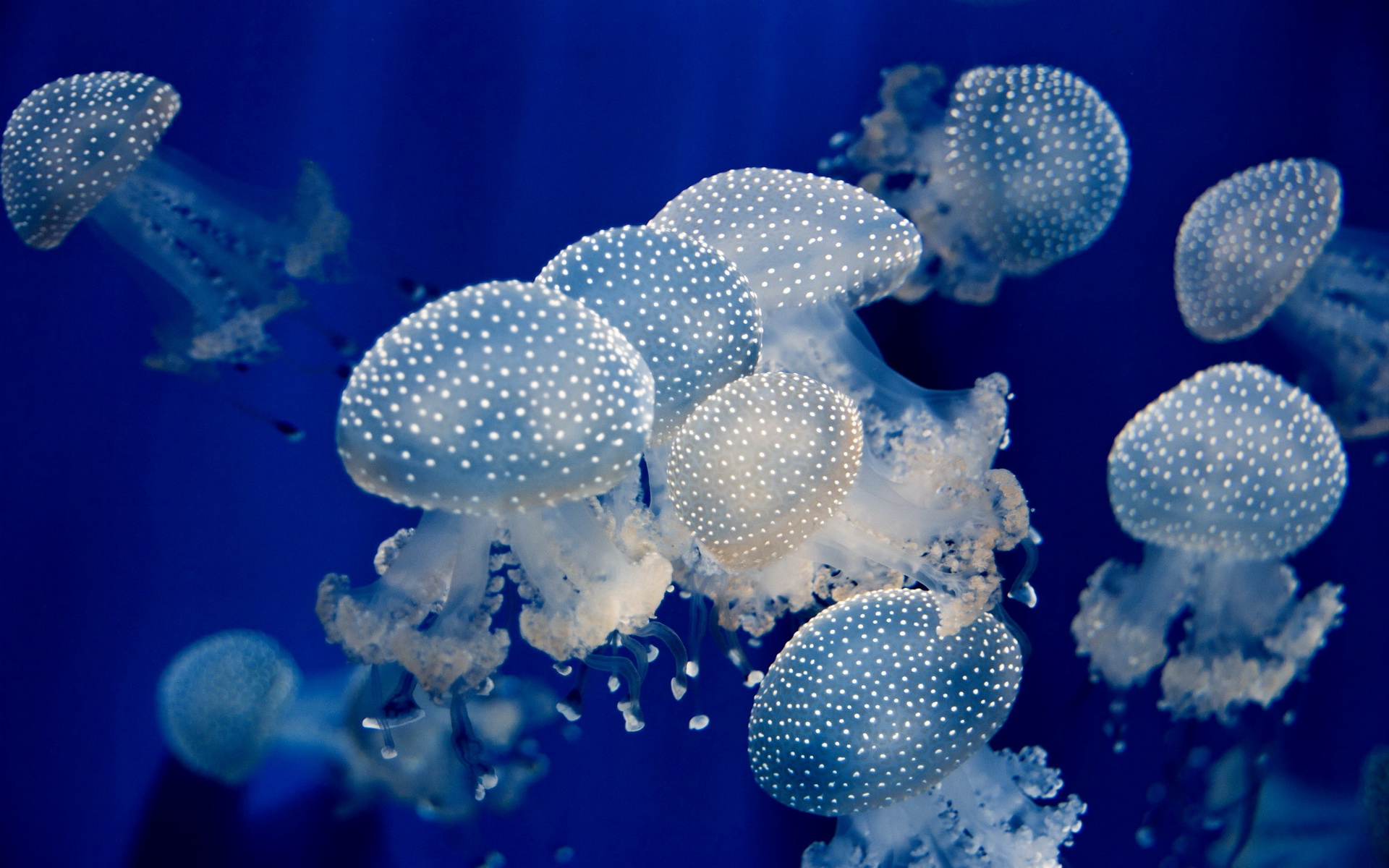 281993 descargar imagen peces, animales, medusa: fondos de pantalla y protectores de pantalla gratis