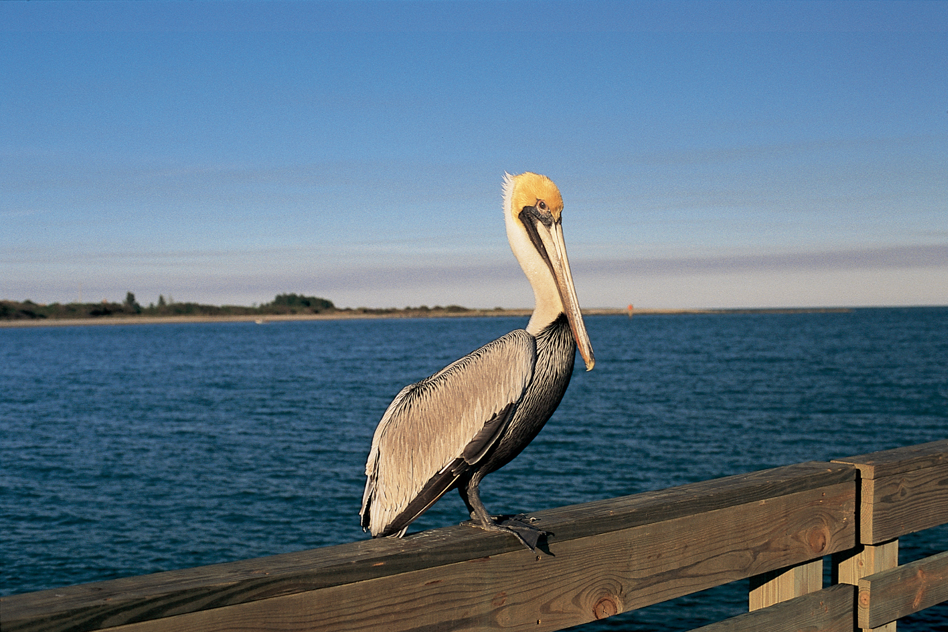 Download mobile wallpaper Pelican, Bird, Birds, Animal for free.