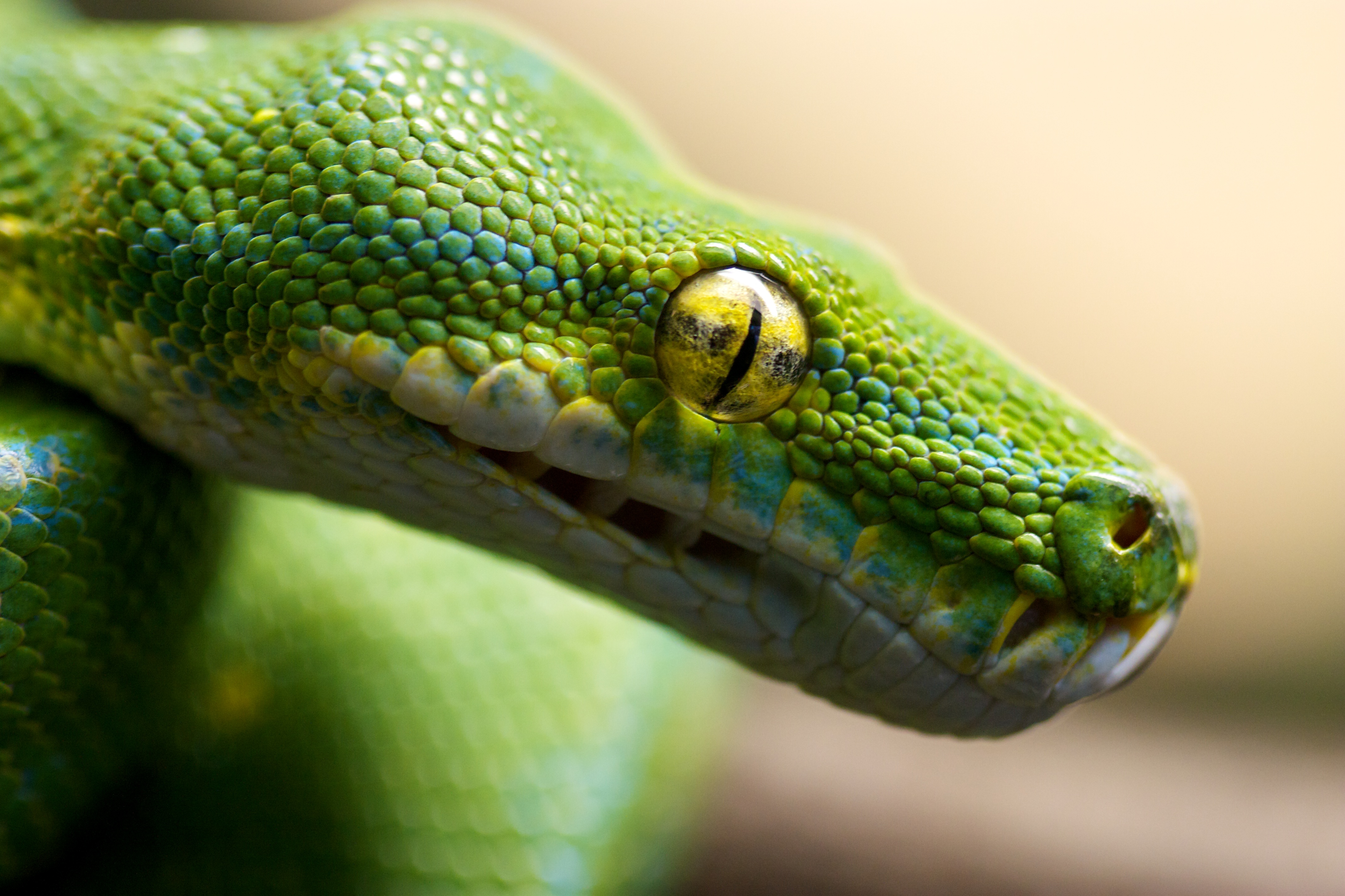 Téléchargez des papiers peints mobile Animaux, Macro, Reptile, Serpent, Reptiles, Oeil, Python, Python Arboricole gratuitement.