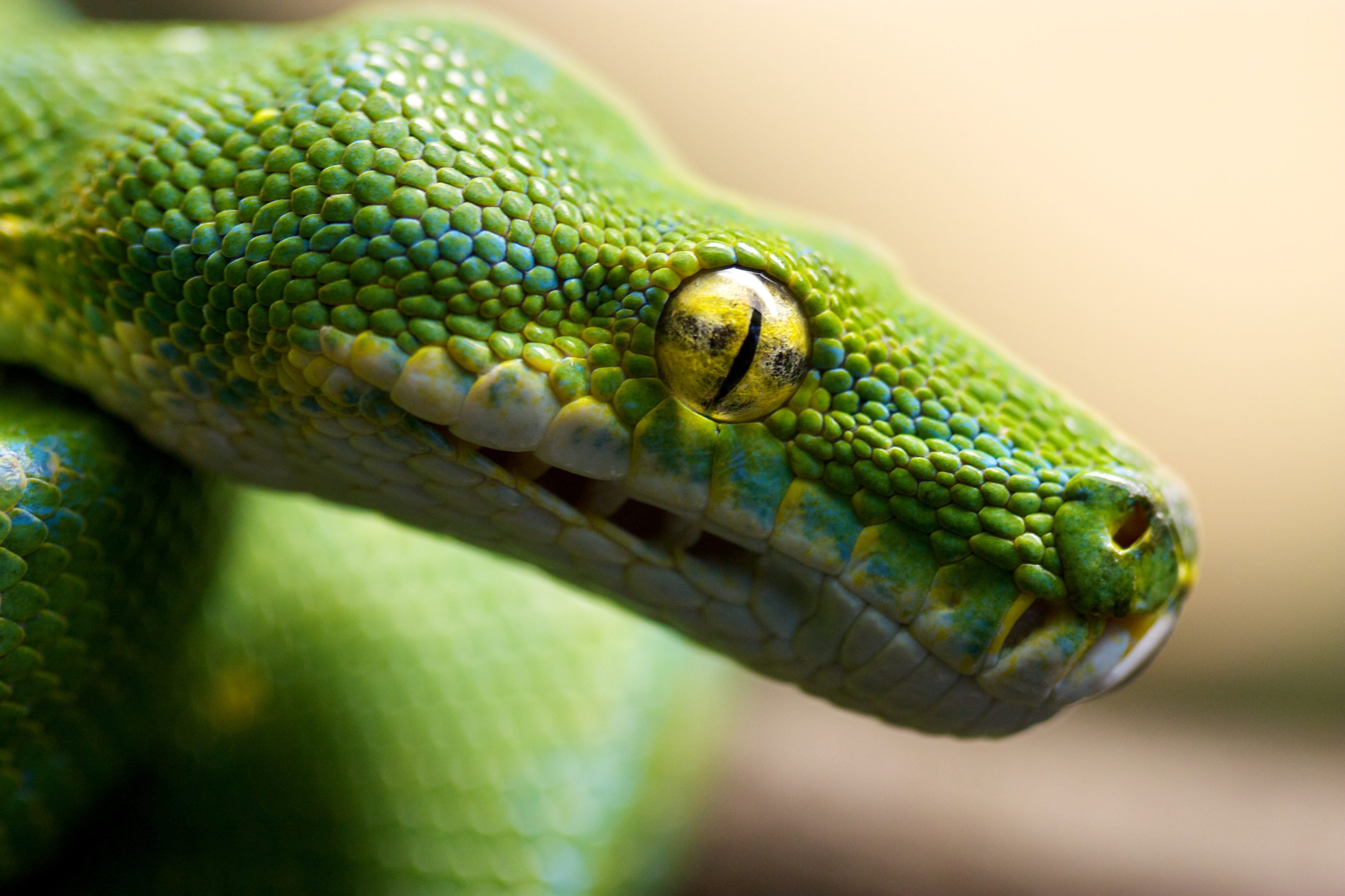 Download mobile wallpaper Macro, Animal, Reptile, Snake, Reptiles, Eye, Python, Tree Python for free.