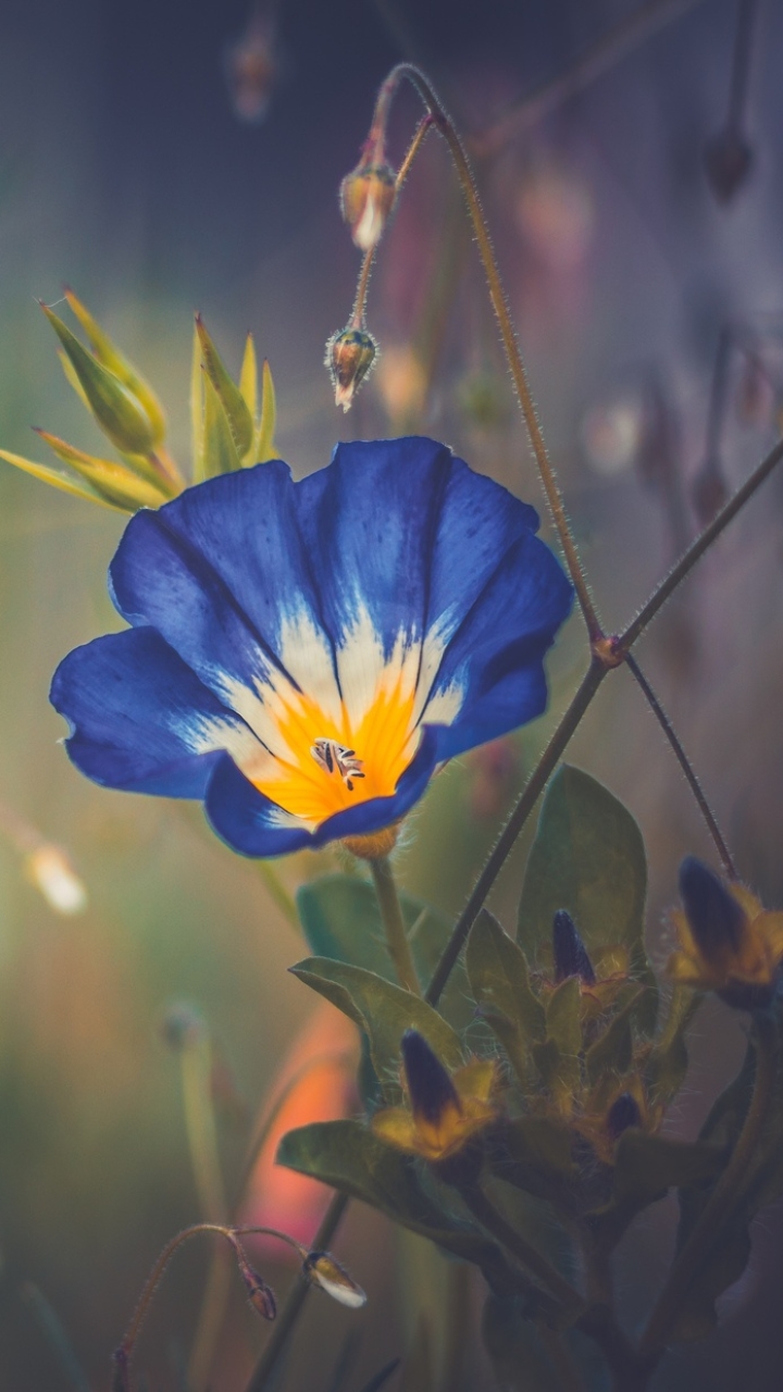 1179463 descargar fondo de pantalla tierra/naturaleza, gloria de la mañana, naturaleza, flor, flor azul, flores: protectores de pantalla e imágenes gratis