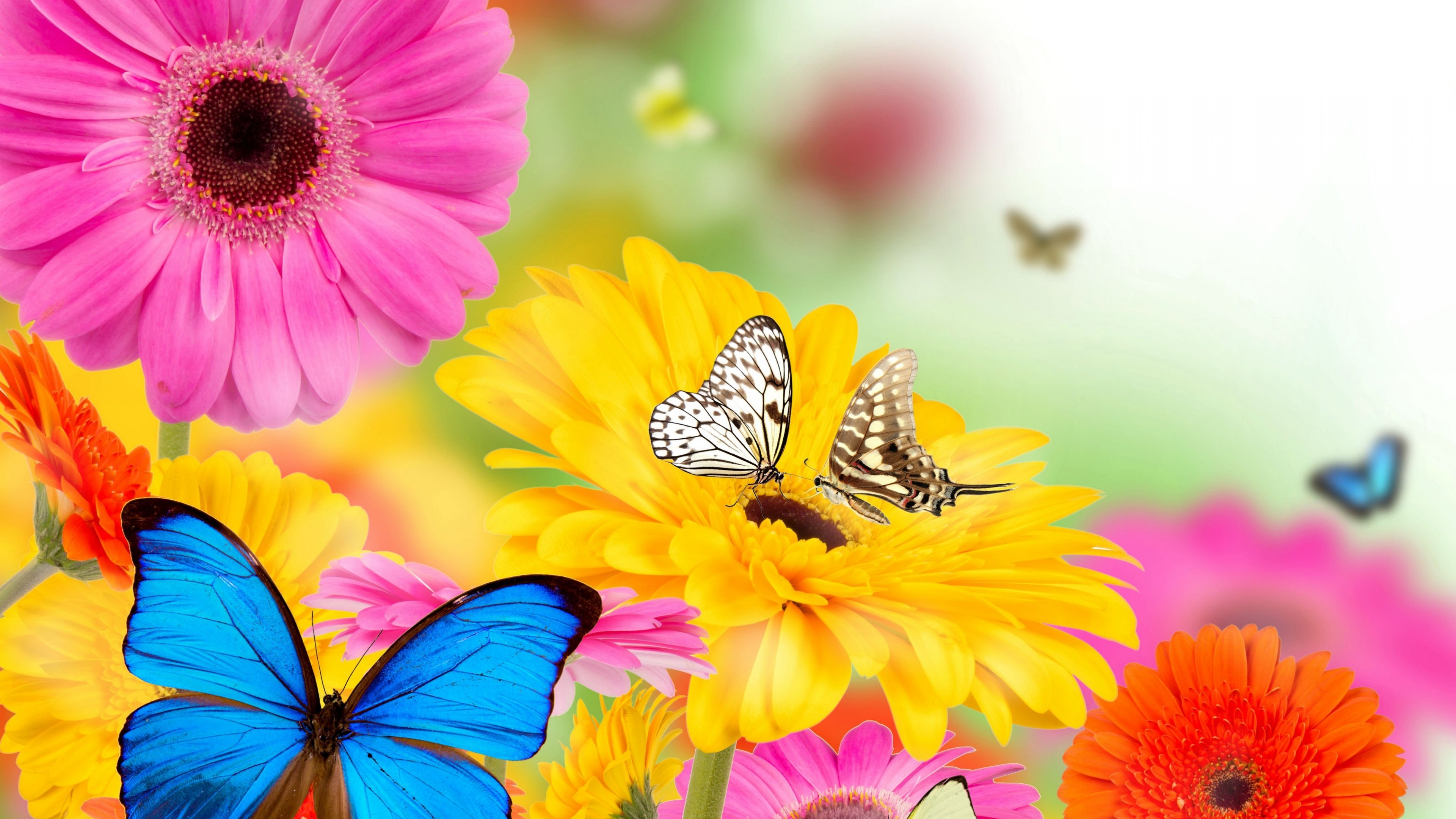 737069壁紙のダウンロード芸術的, コラージュ, 青い, 蝶, 花, ガーベラ, ピンクの花, 春, 黄色い花-スクリーンセーバーと写真を無料で