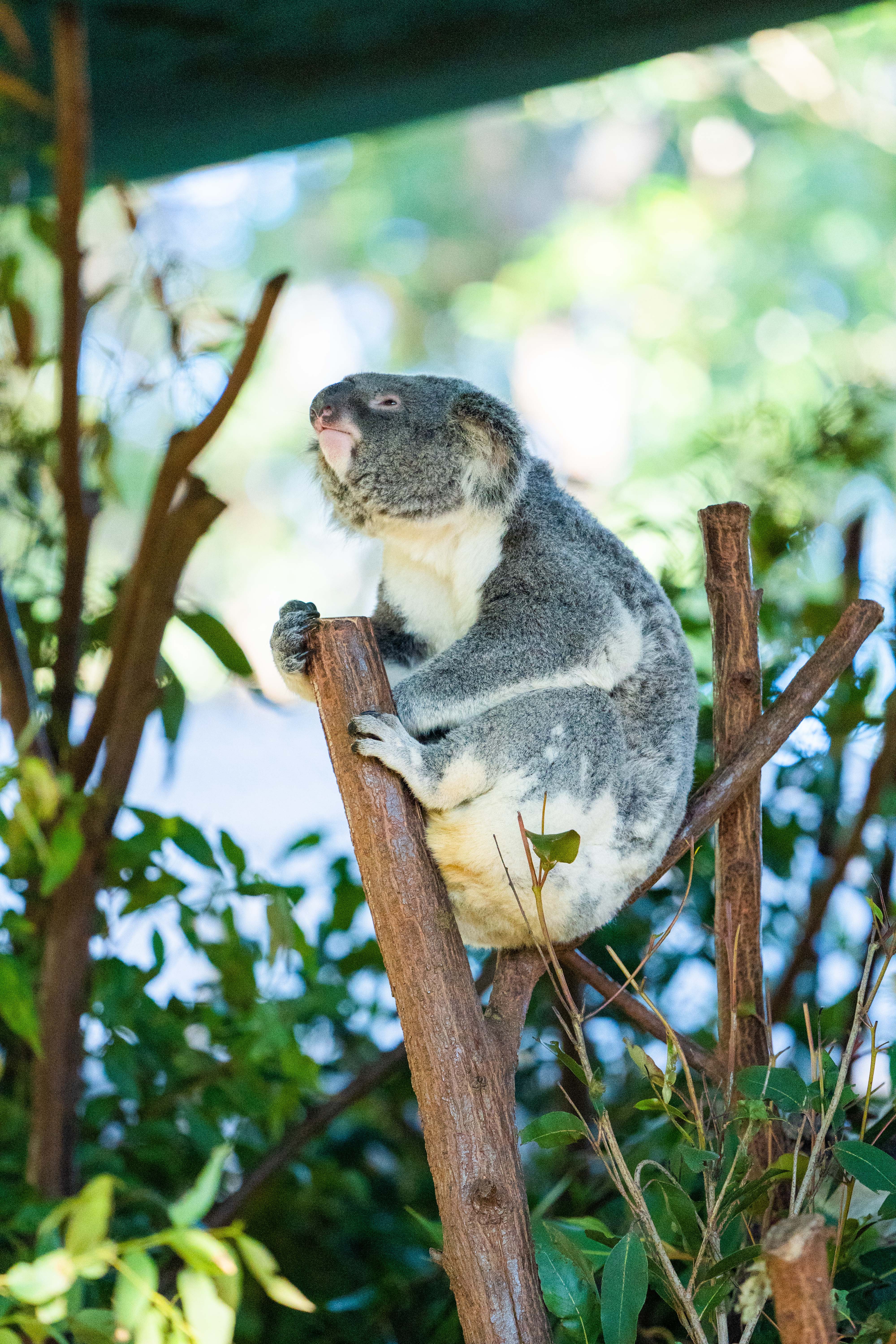 91133 descargar imagen animales, madera, árbol, sucursales, ramas, animal, coala, koala: fondos de pantalla y protectores de pantalla gratis