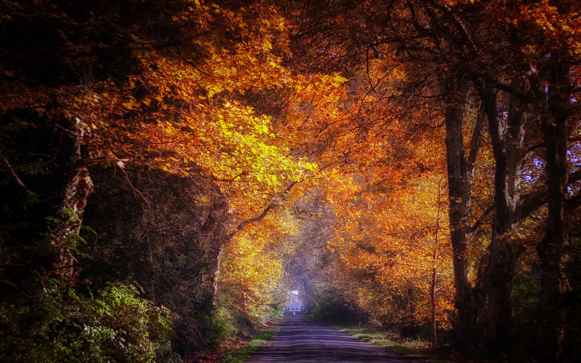 Download mobile wallpaper Road, Tree, Fall, Man Made for free.