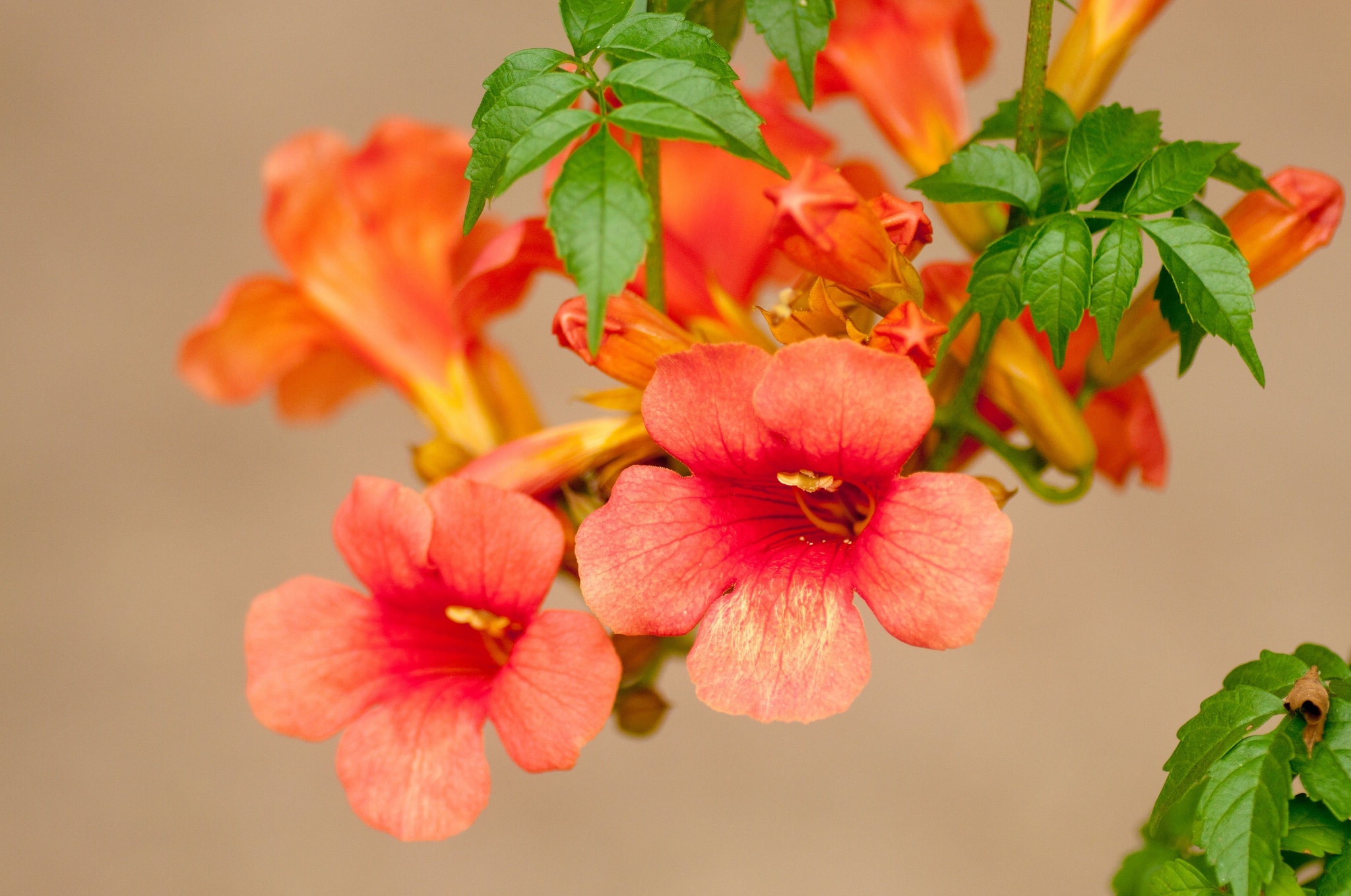 Free download wallpaper Flowers, Earth, Blossom on your PC desktop