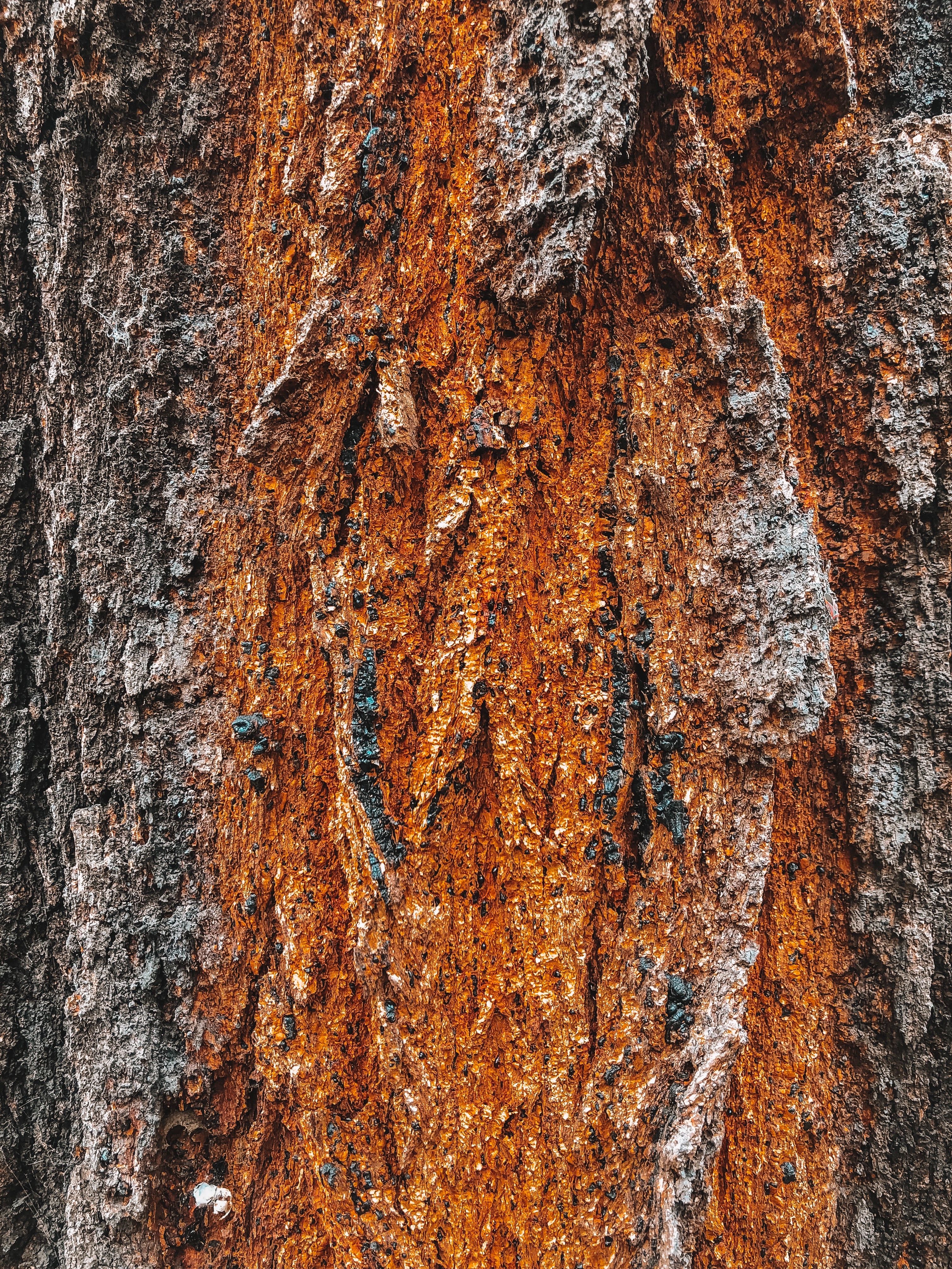 Download mobile wallpaper Wood, Tree, Relief, Bark, Texture, Textures for free.