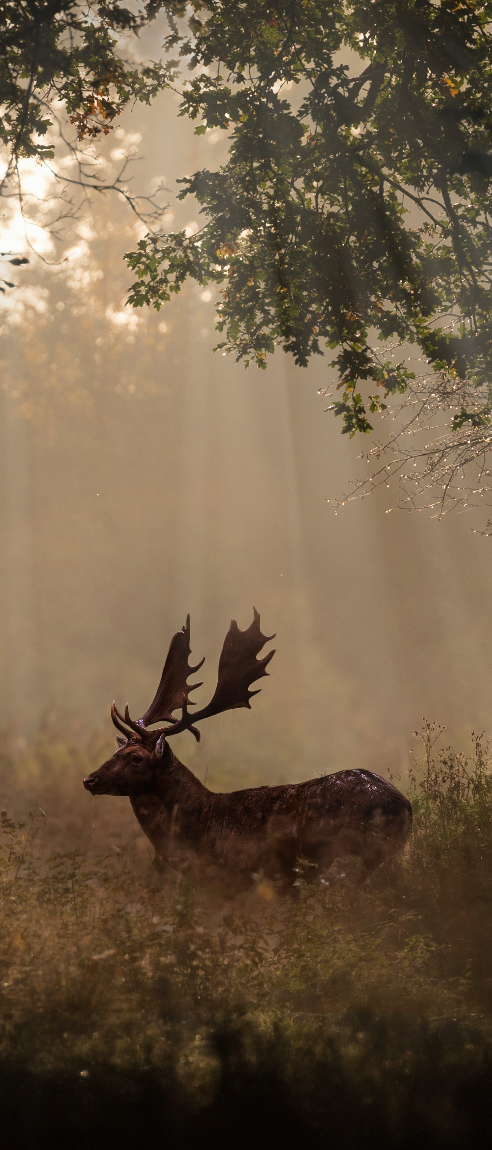 Download mobile wallpaper Animal, Deer, Sunbeam, Sunbean for free.