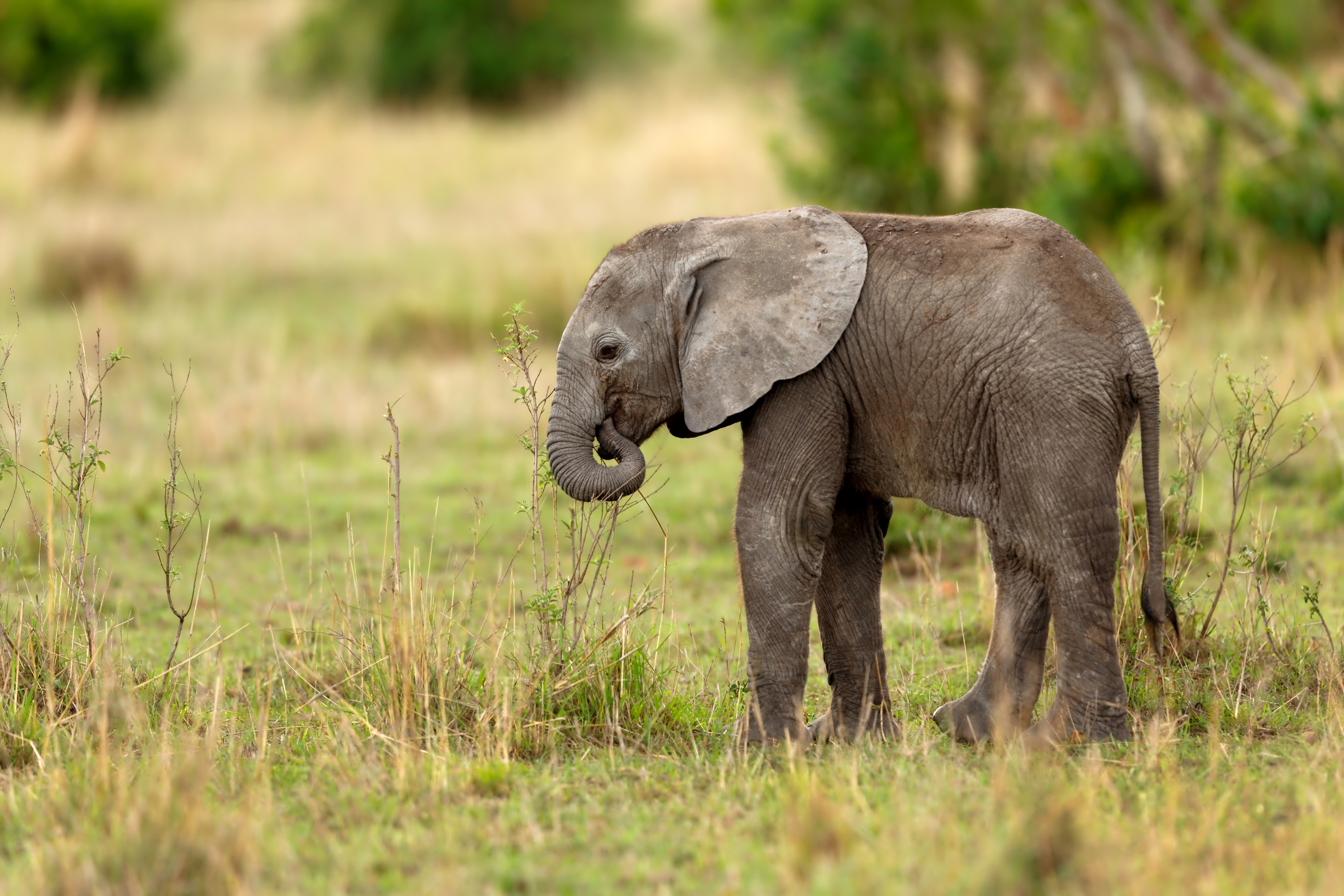 Скачать картинку Животные, Слоны, Африканский Слон, Детеныш Животного в телефон бесплатно.