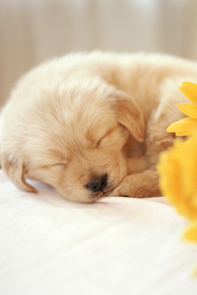 Handy-Wallpaper Tiere, Hunde, Hund, Welpen, Golden Retriever, Welpe kostenlos herunterladen.