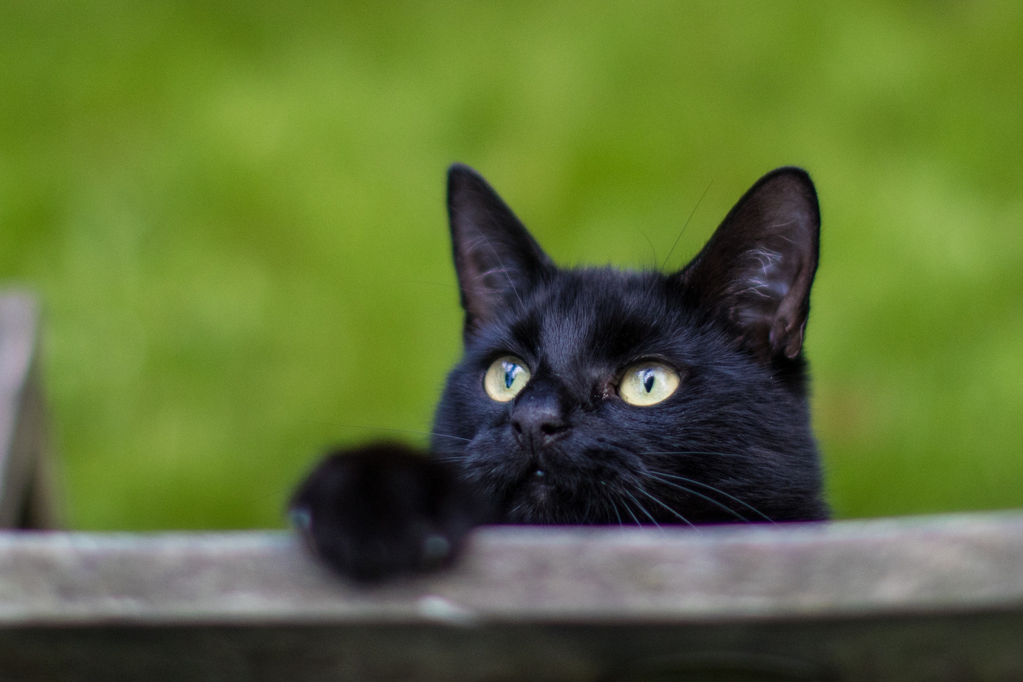 Baixe gratuitamente a imagem Gato, Gatos, Animais na área de trabalho do seu PC