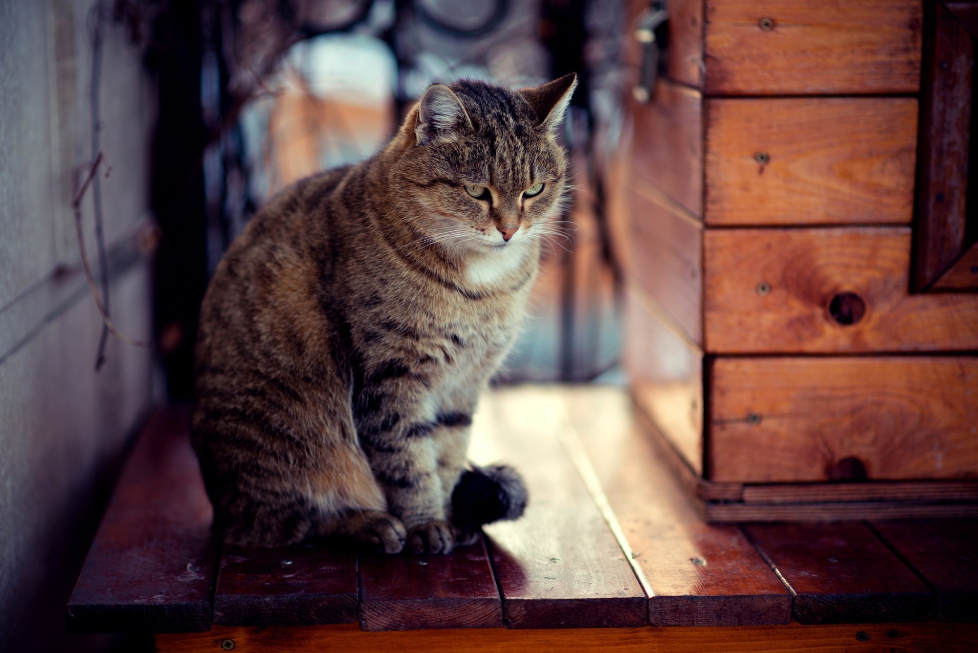 Laden Sie das Tiere, Katzen, Katze-Bild kostenlos auf Ihren PC-Desktop herunter