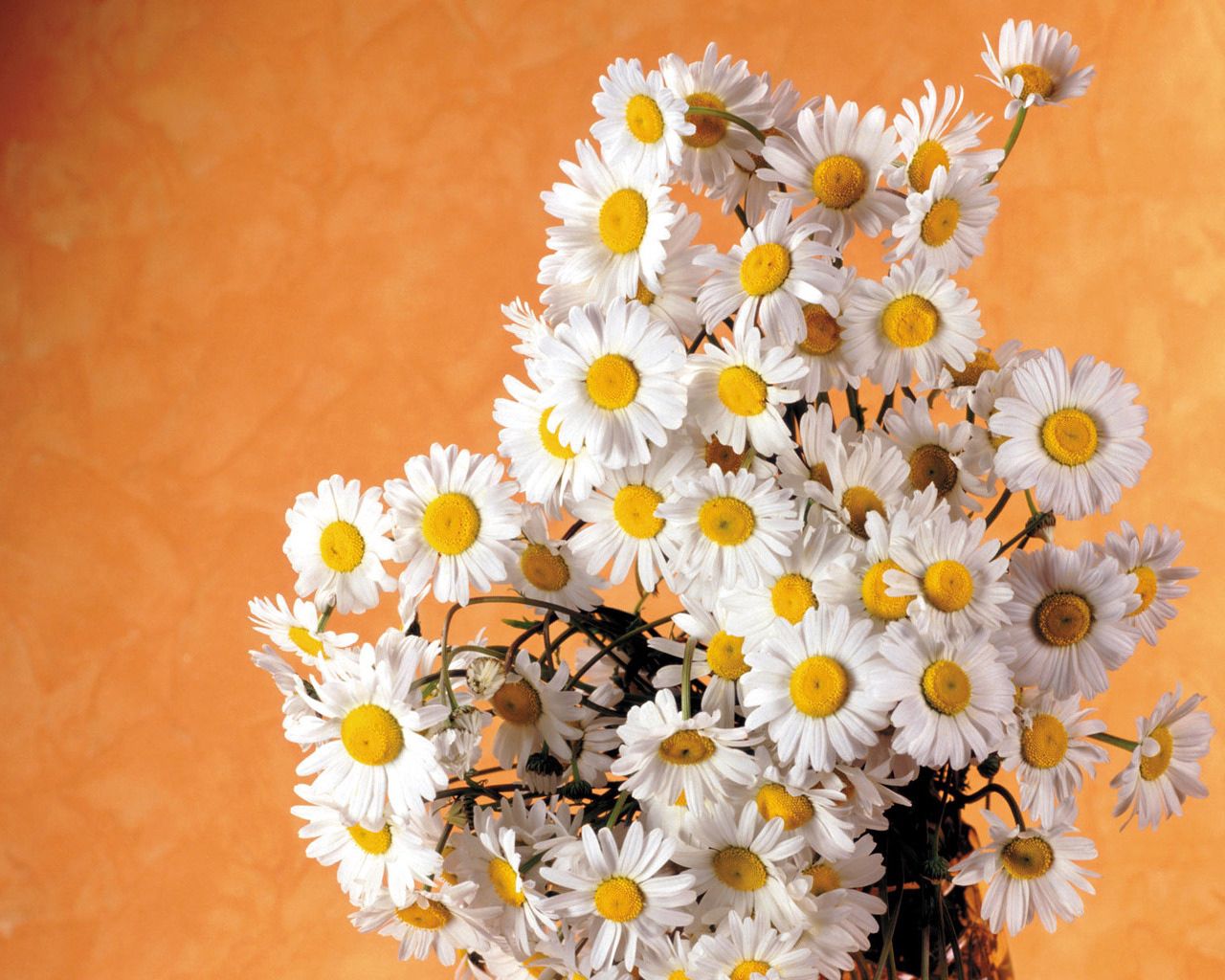 Download mobile wallpaper Flowers, Bouquet, Camomile, Summer, Background for free.