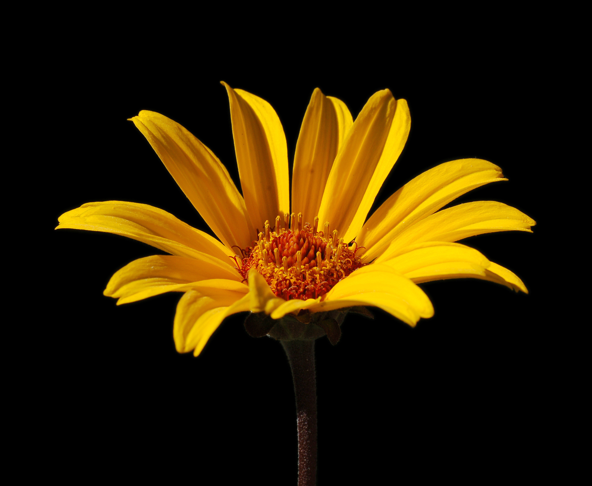 Laden Sie Falsche Sonnenblume HD-Desktop-Hintergründe herunter