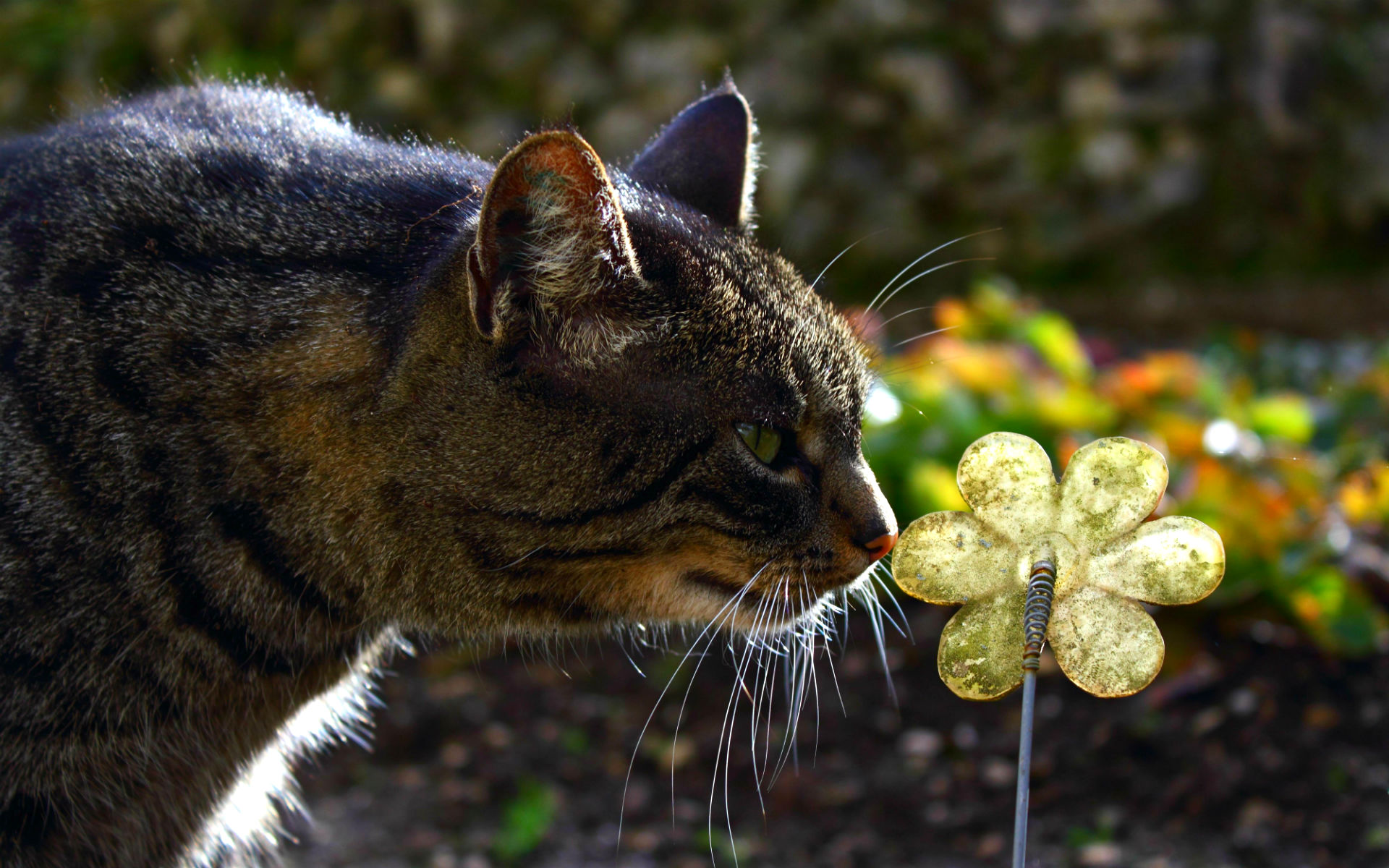 Handy-Wallpaper Tiere, Katze kostenlos herunterladen.