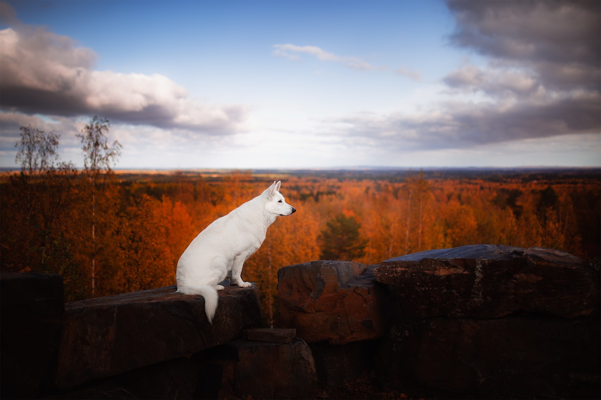 Descarga gratis la imagen Animales, Perros, Perro, Profundidad De Campo en el escritorio de tu PC