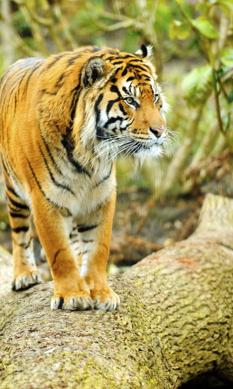 Download mobile wallpaper Cats, Animal, Tiger for free.